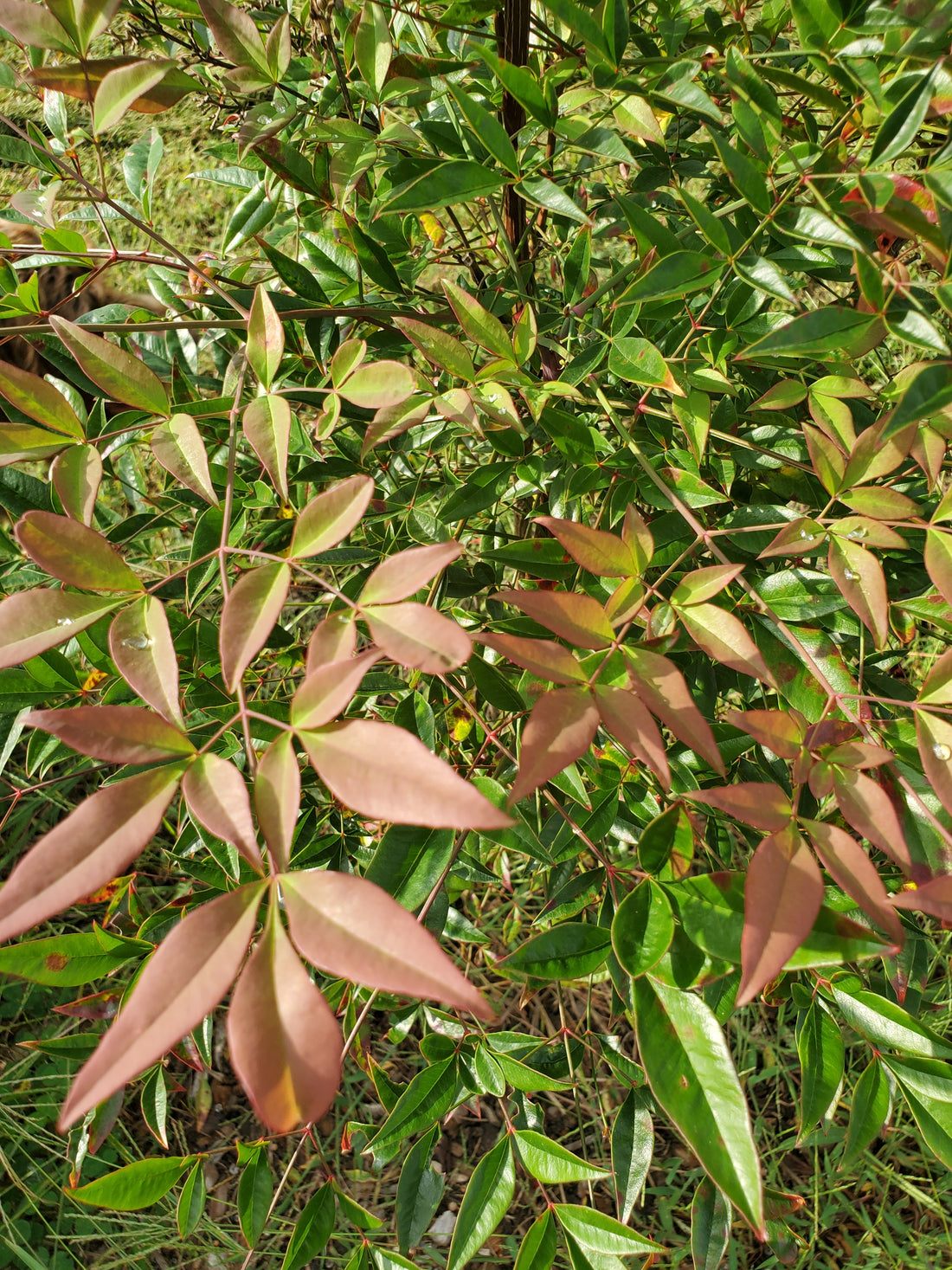 Nandina Foliage