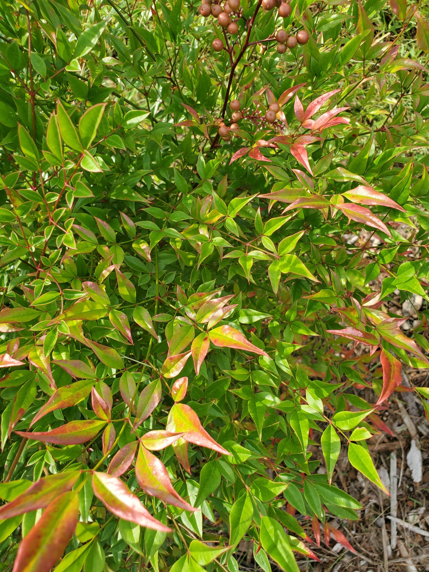 Nandina Foliage