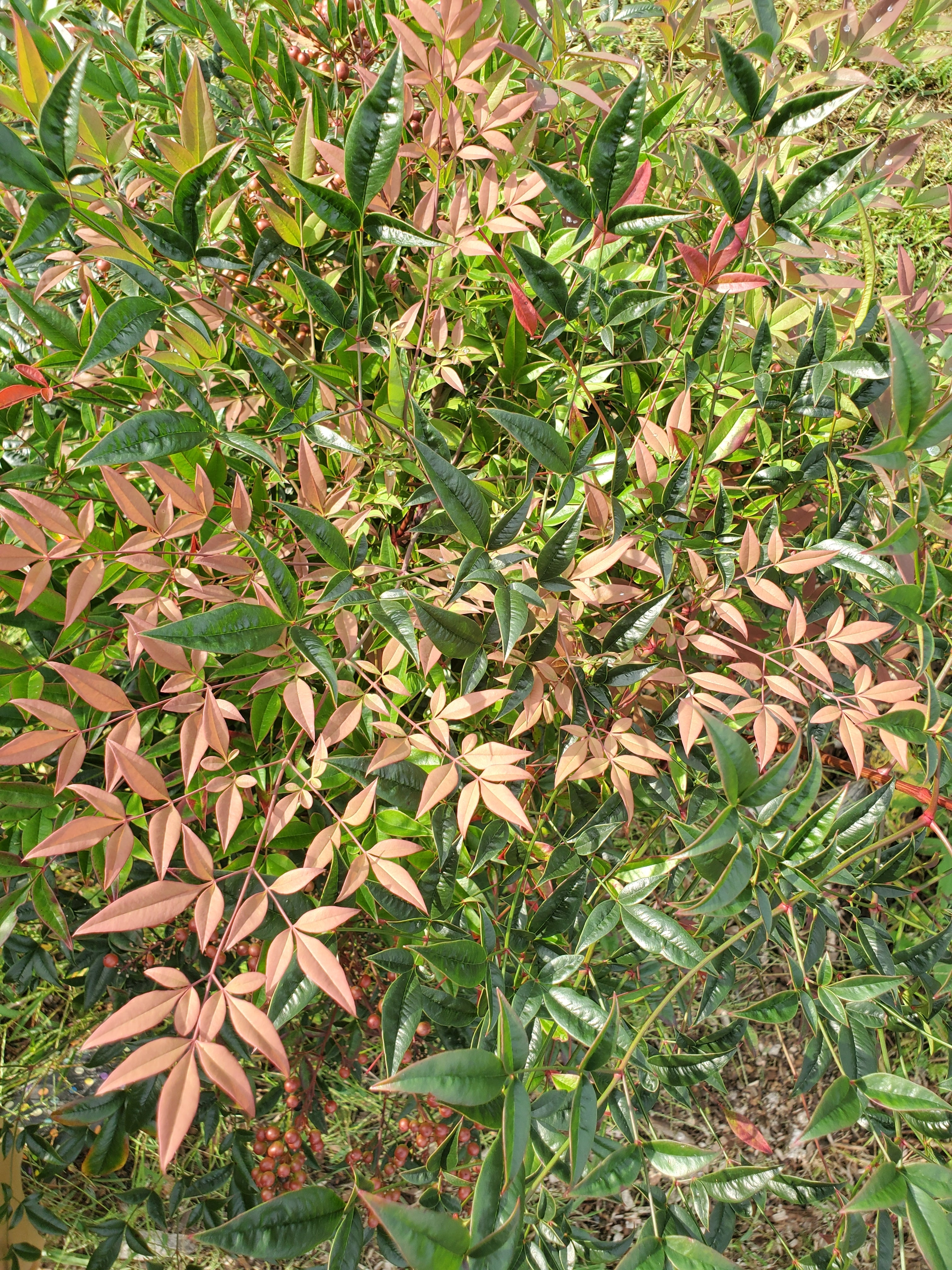 Nandina Foliage