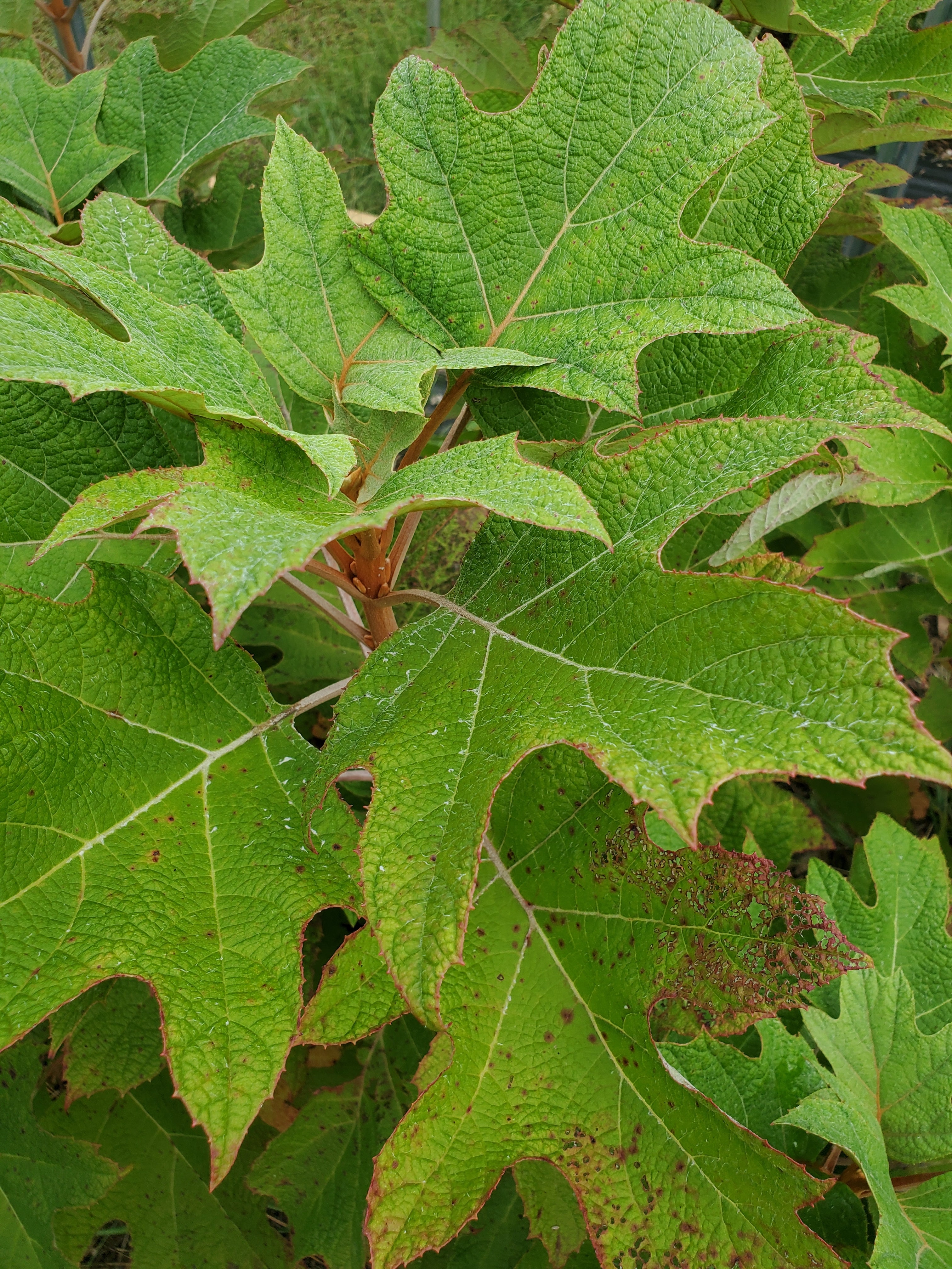 Oakleaf Hydrangea Foliage