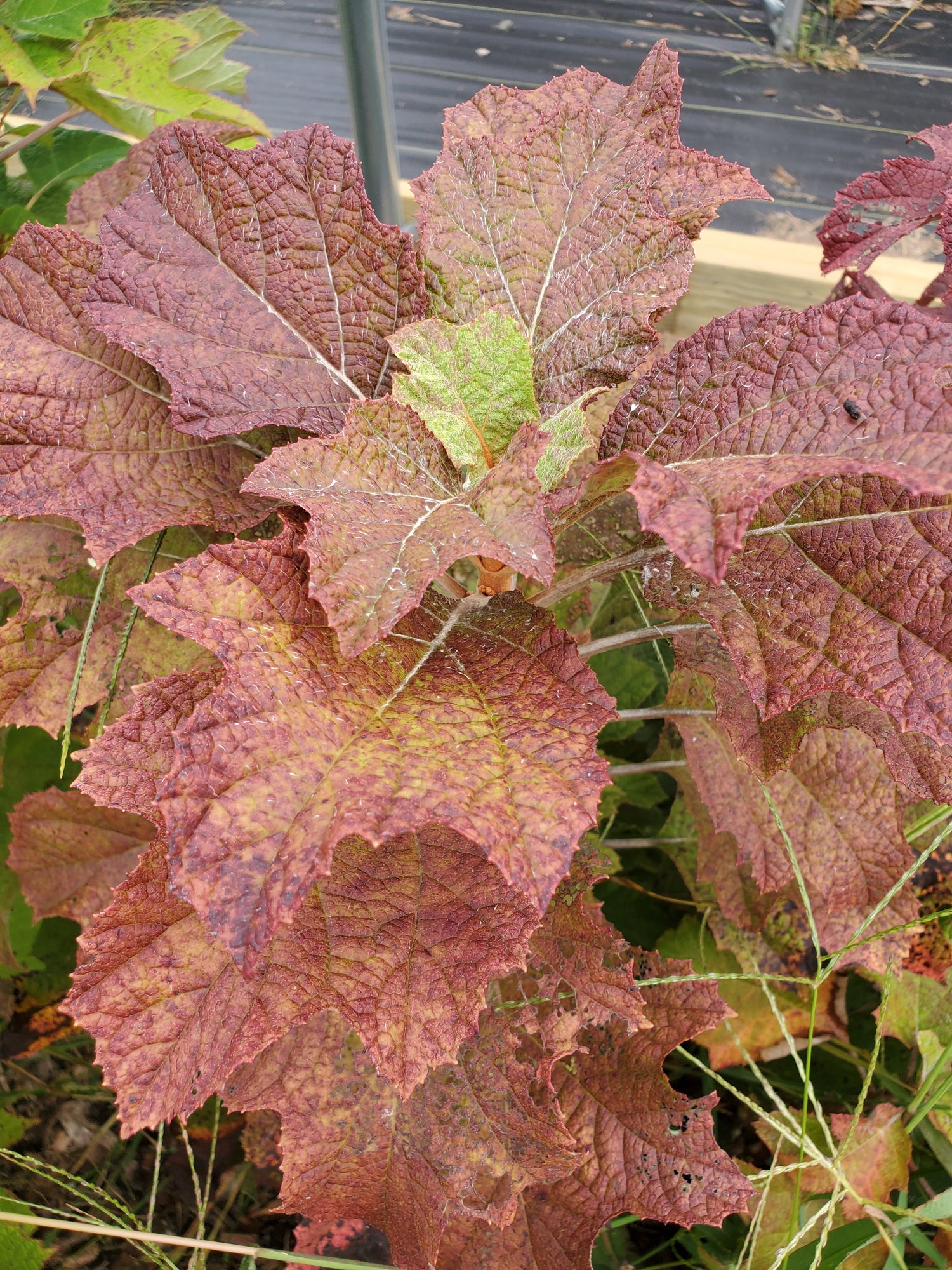 Oakleaf Hydrangea Foliage