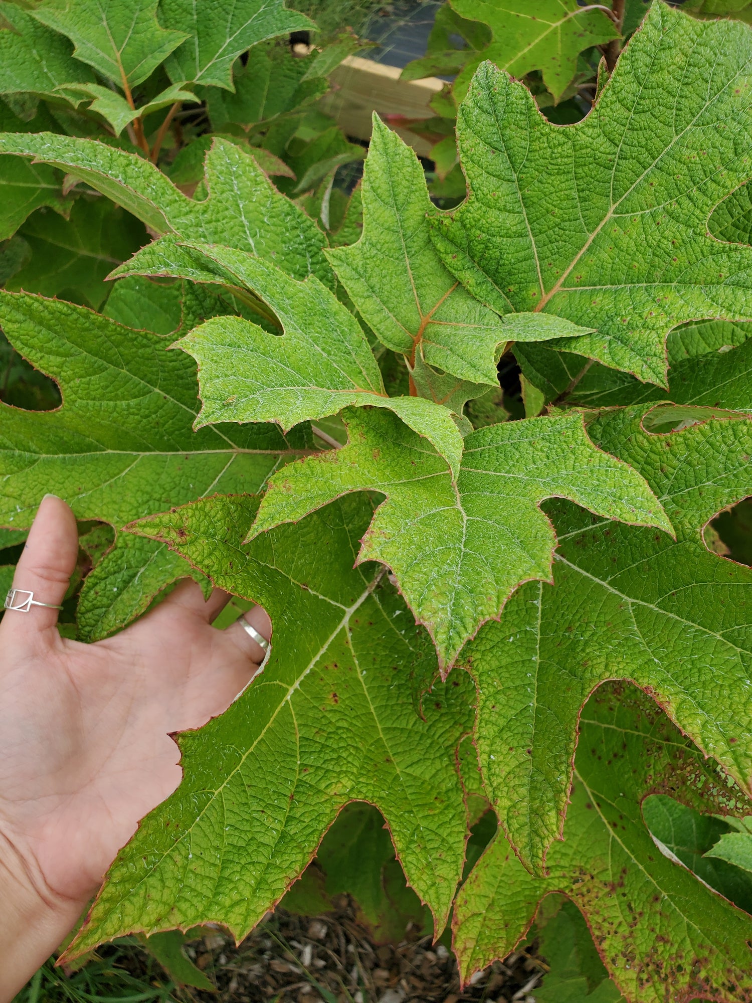 Oakleaf Hydrangea Foliage