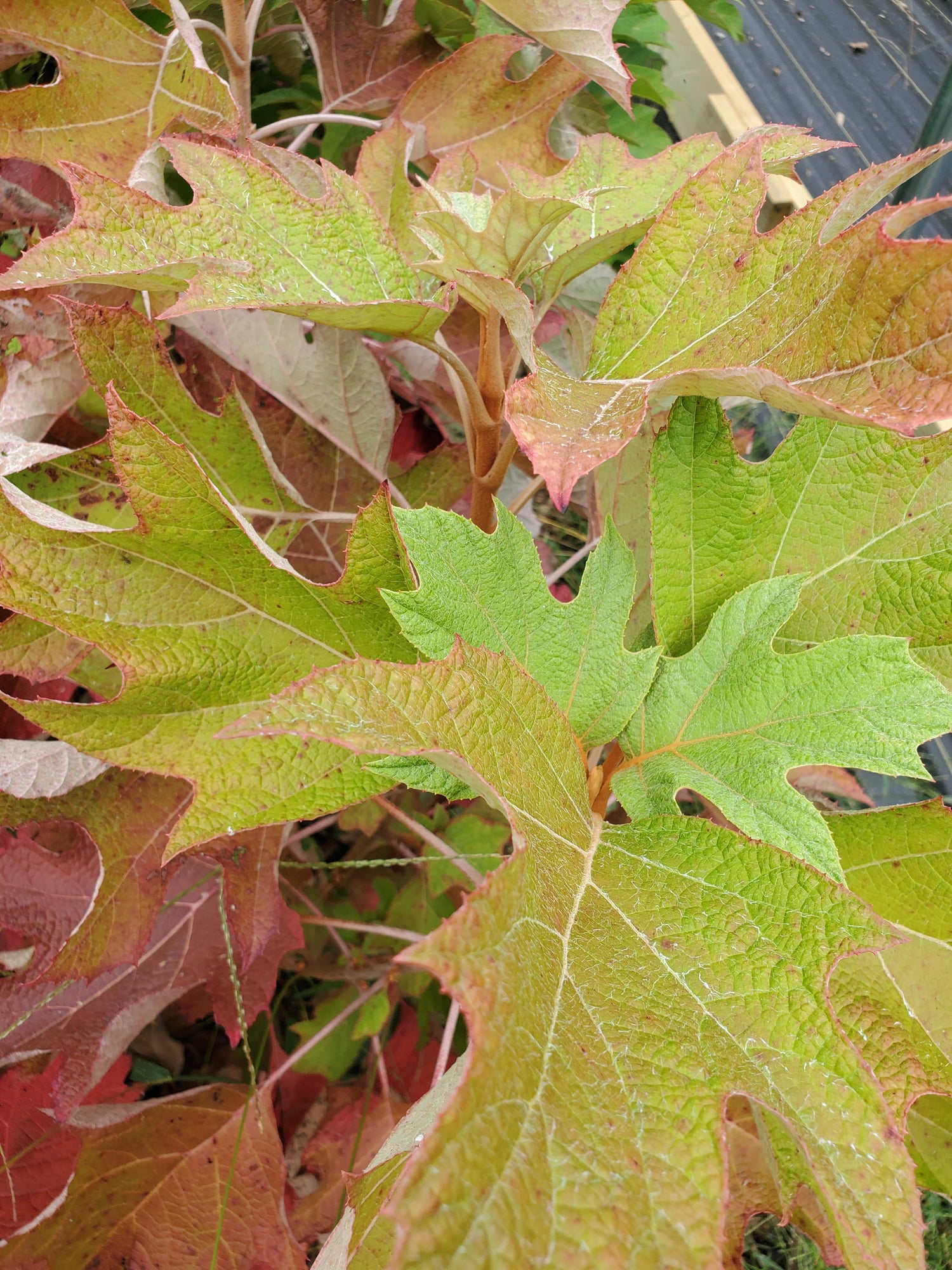 Oakleaf Hydrangea Foliage