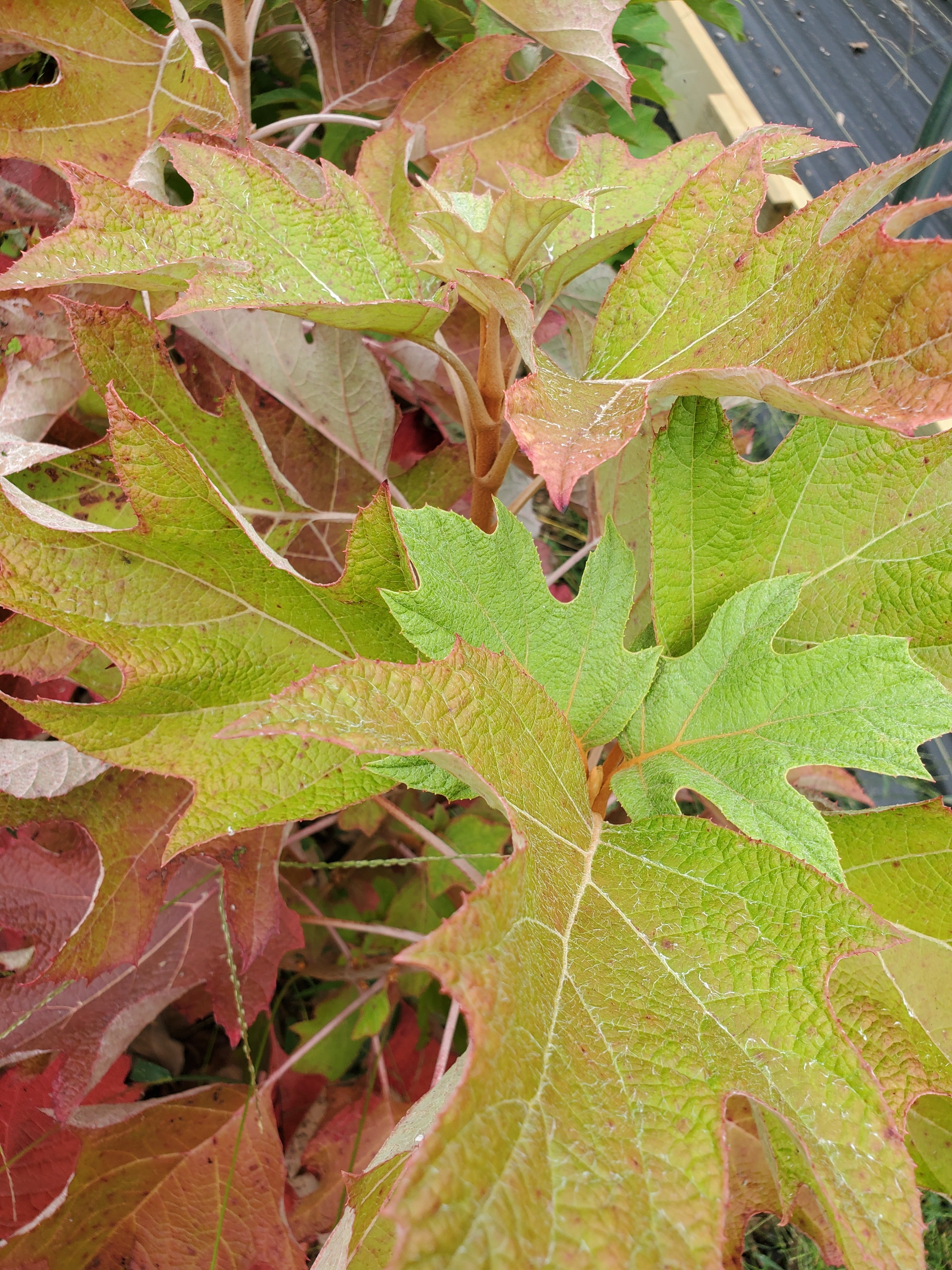 Oakleaf Hydrangea Foliage