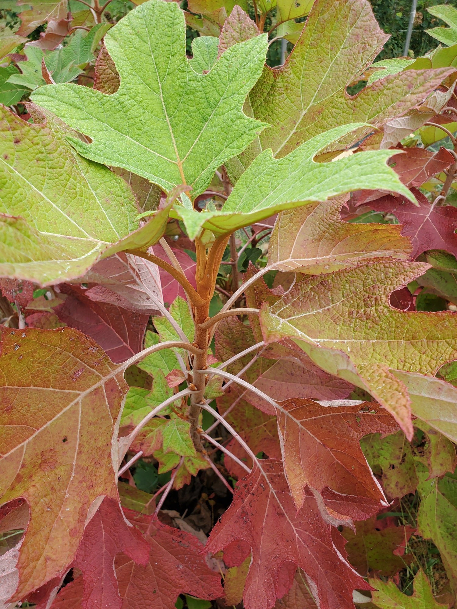 Oakleaf Hydrangea Foliage