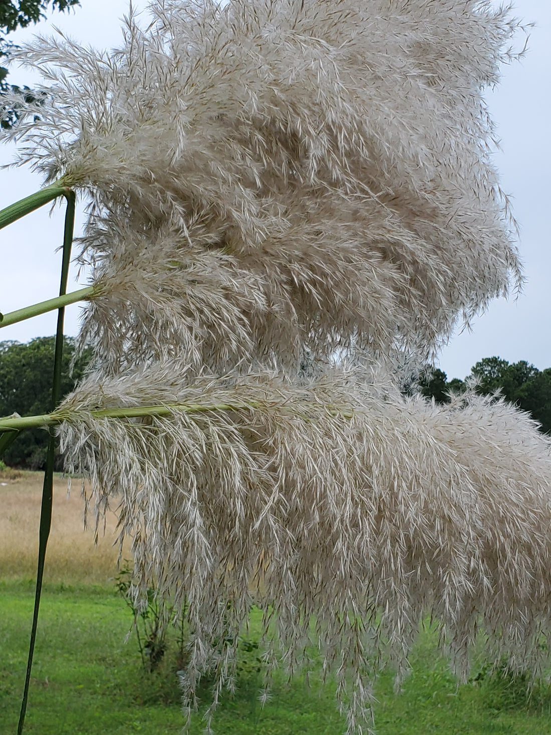 Pampas Grass