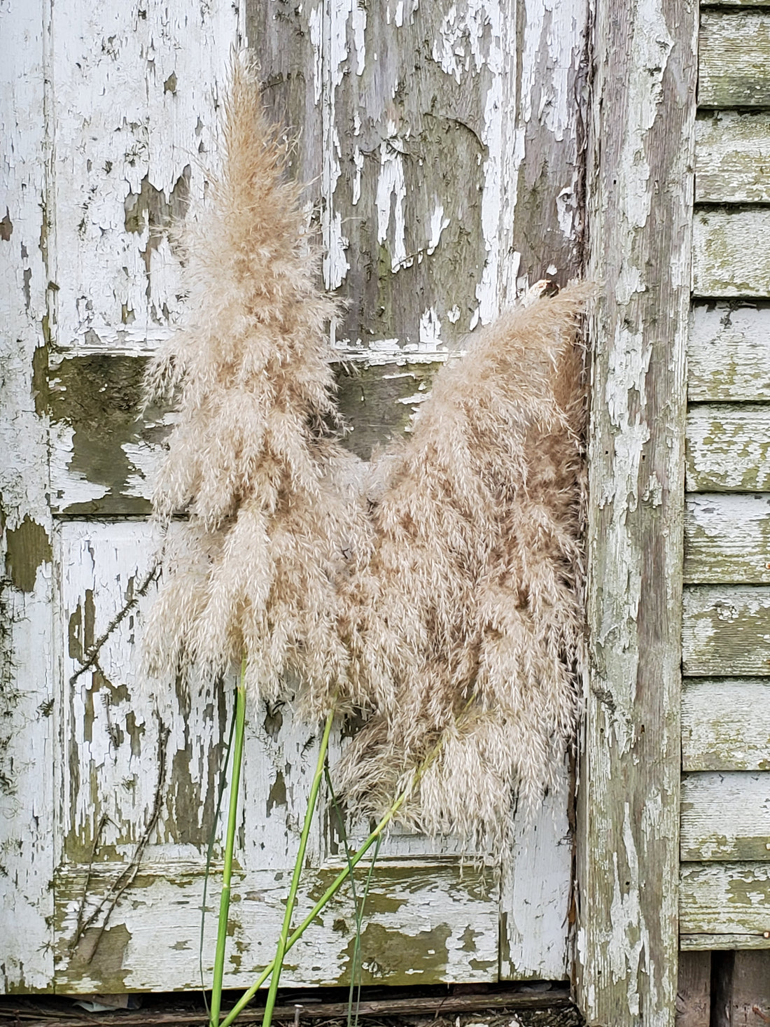 Pampas Grass