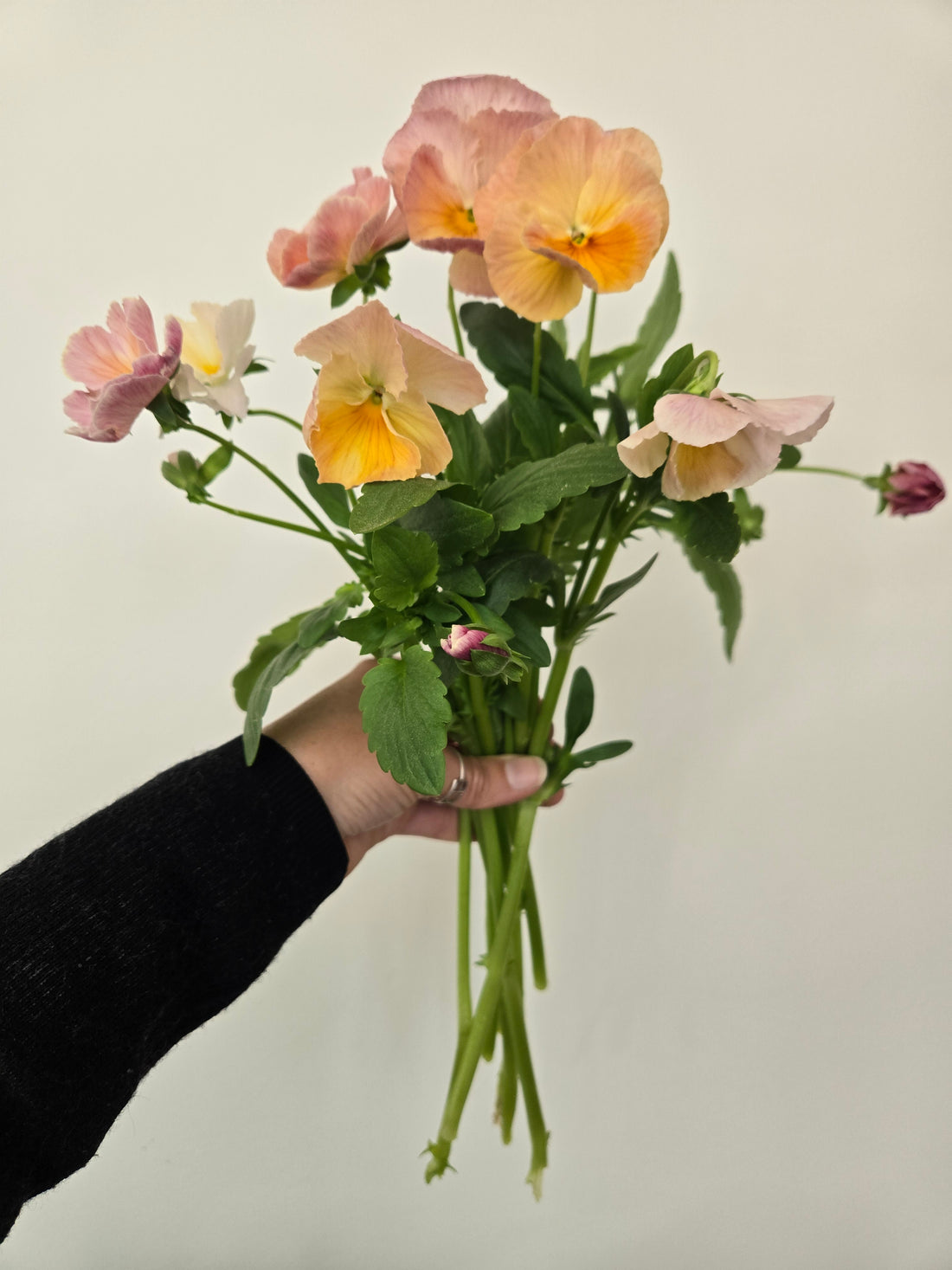 Pansy- Mix Imperial Antique &amp; Sweet Pea Mix- Cutting Pansies