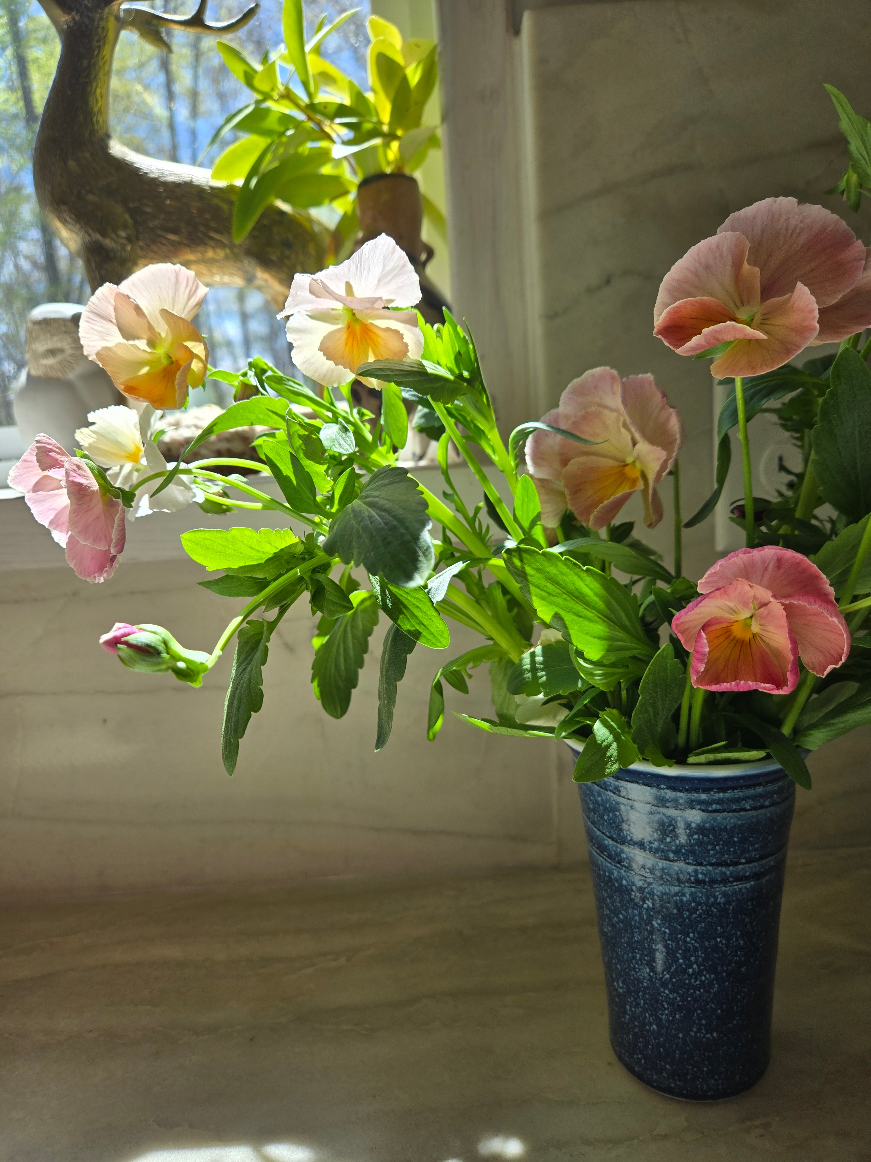Pansy- Mix Imperial Antique &amp; Sweet Pea Mix- Cutting Pansies