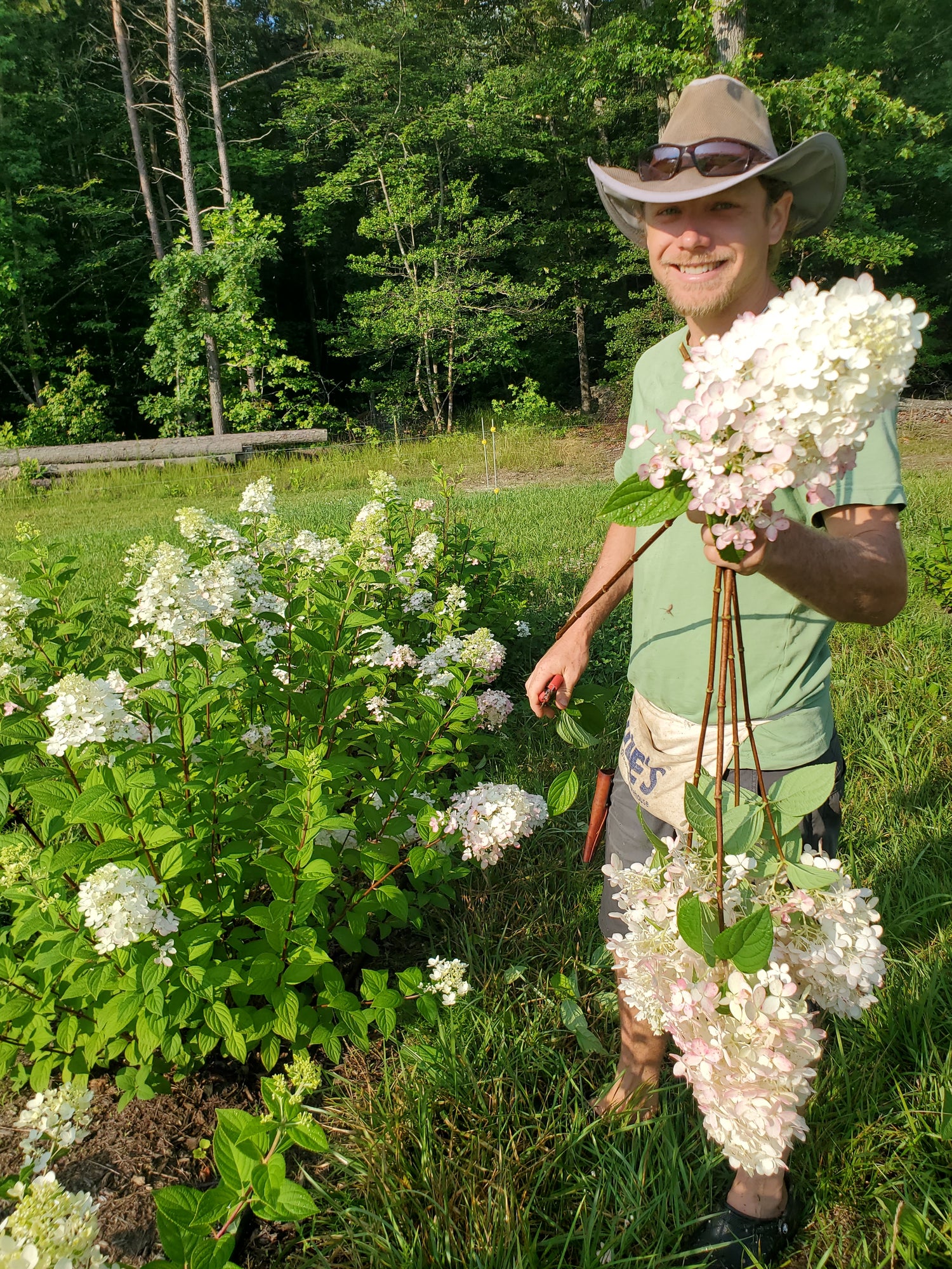 Hydrangea