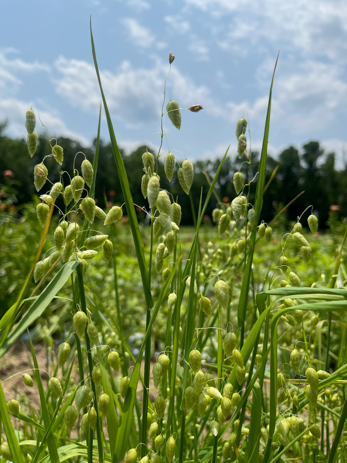 Grass- Quaking