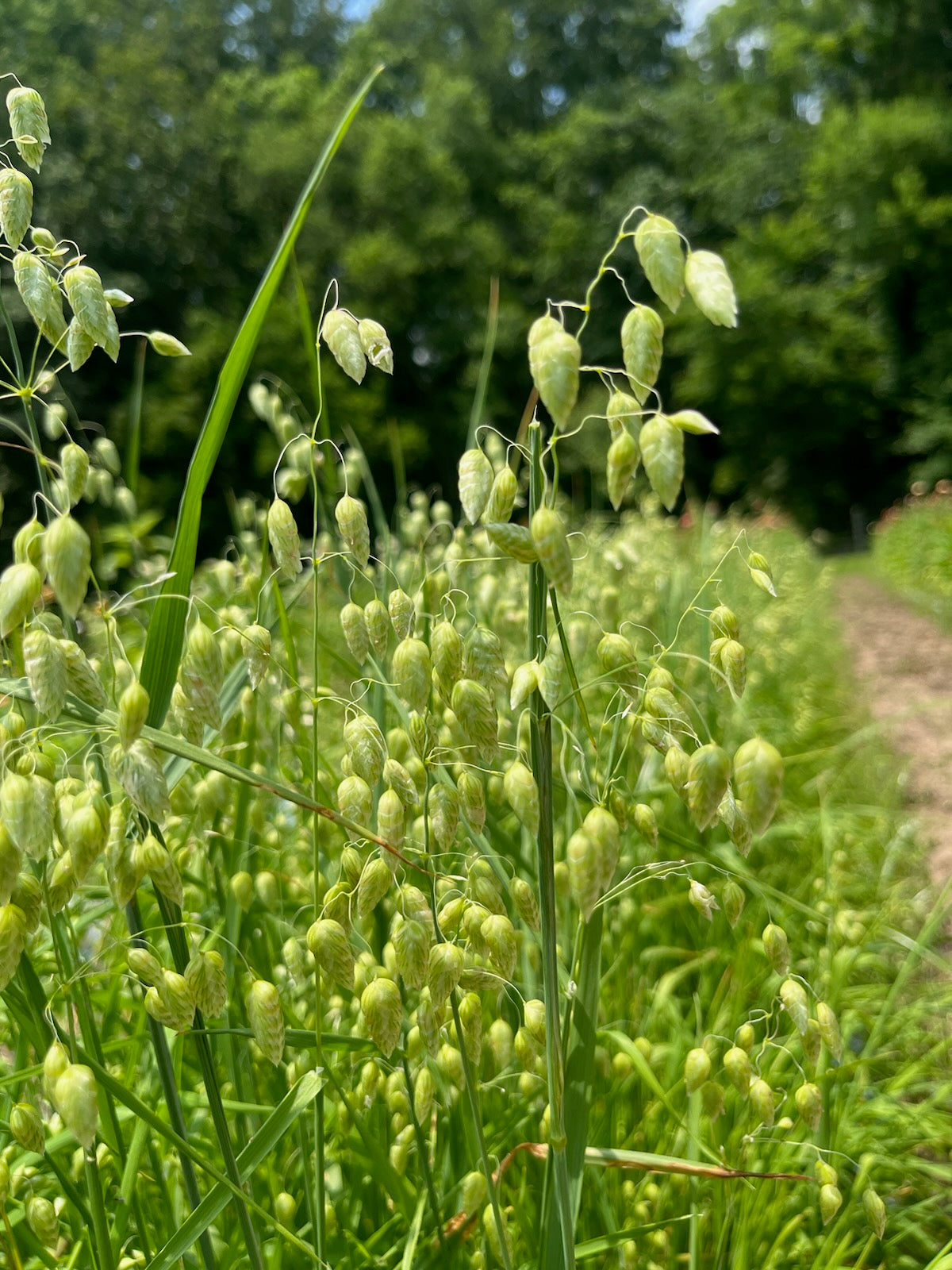 Grass- Quaking