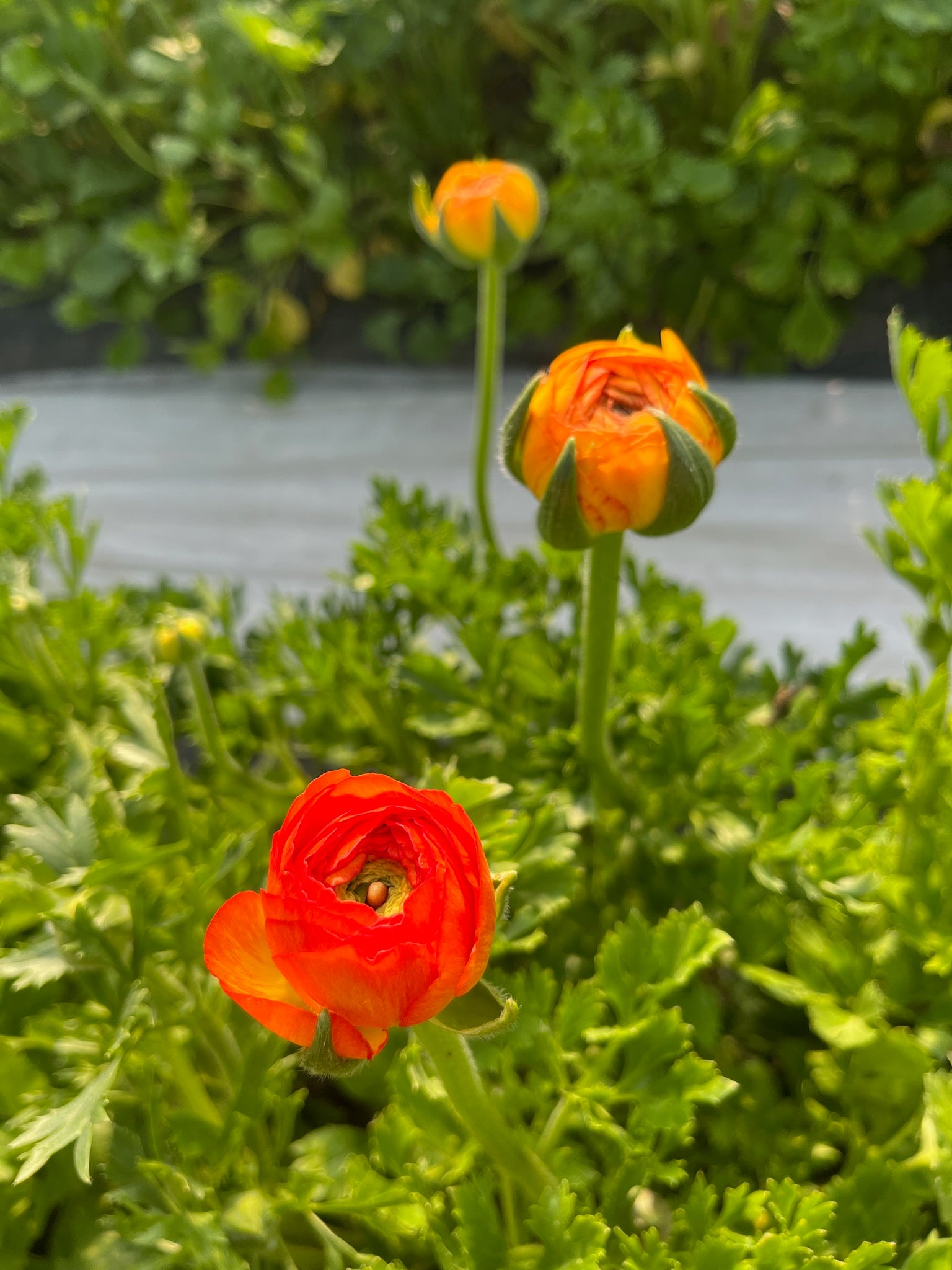 Ranunculus