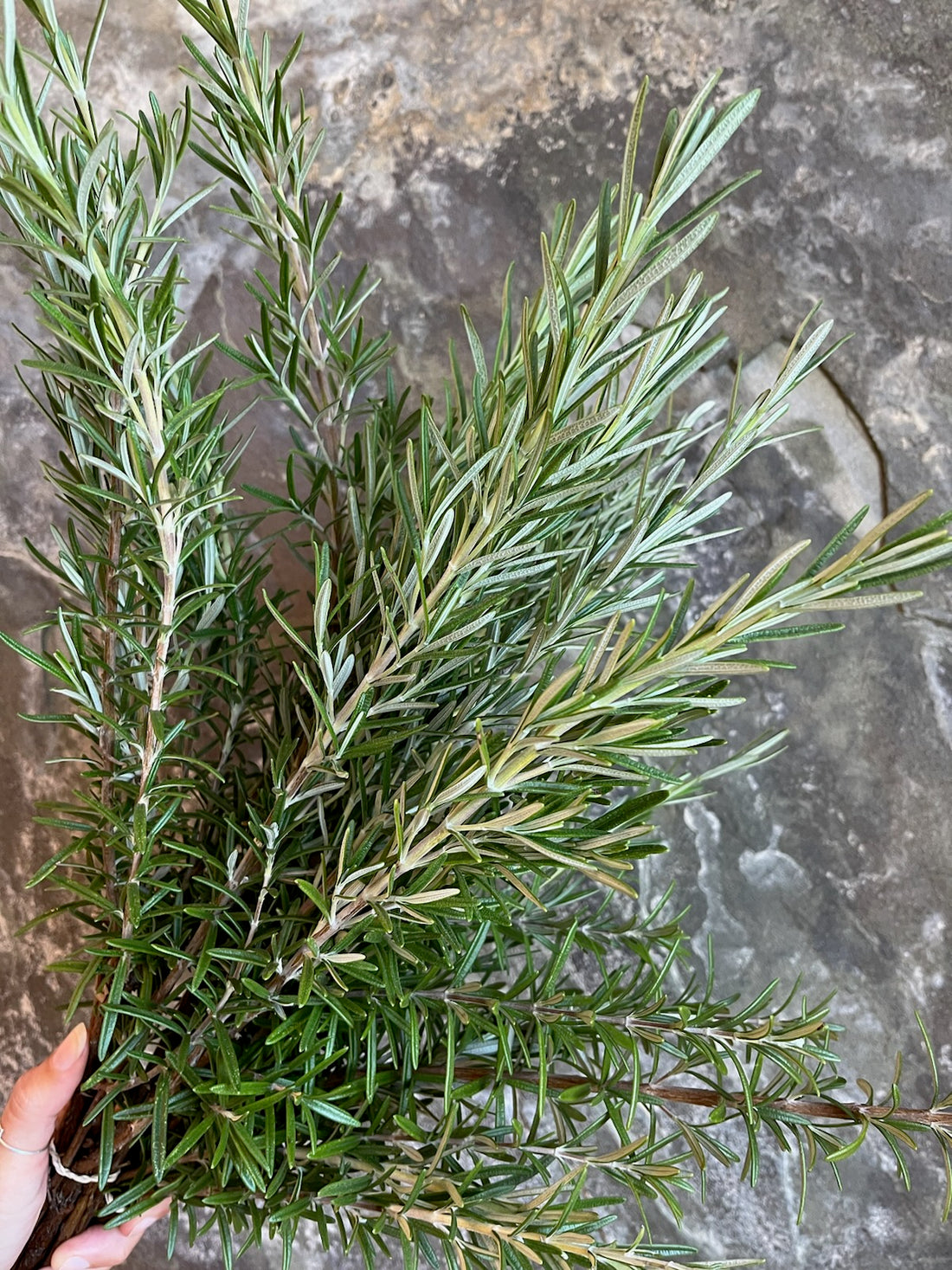 Rosemary