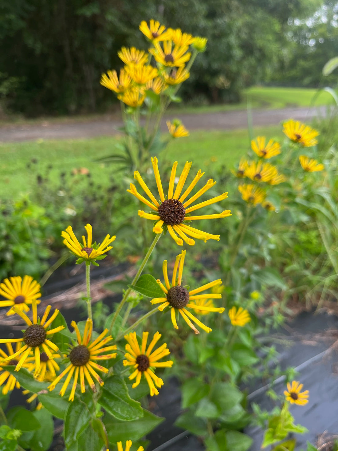 Rudbeckia- Henry Eilers