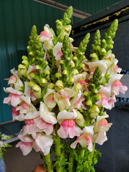 Snapdragon