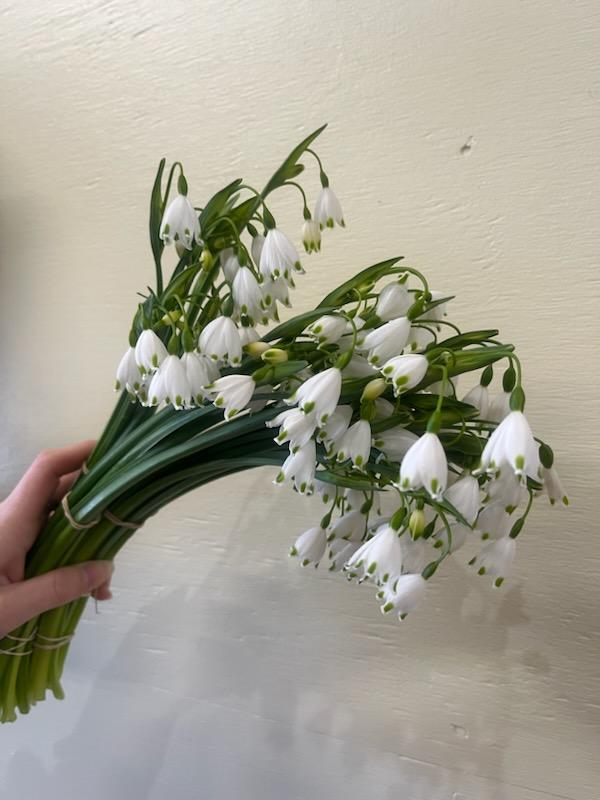 snowdrop flower vs lily of the valley Wind Haven Farms : Snowdrops