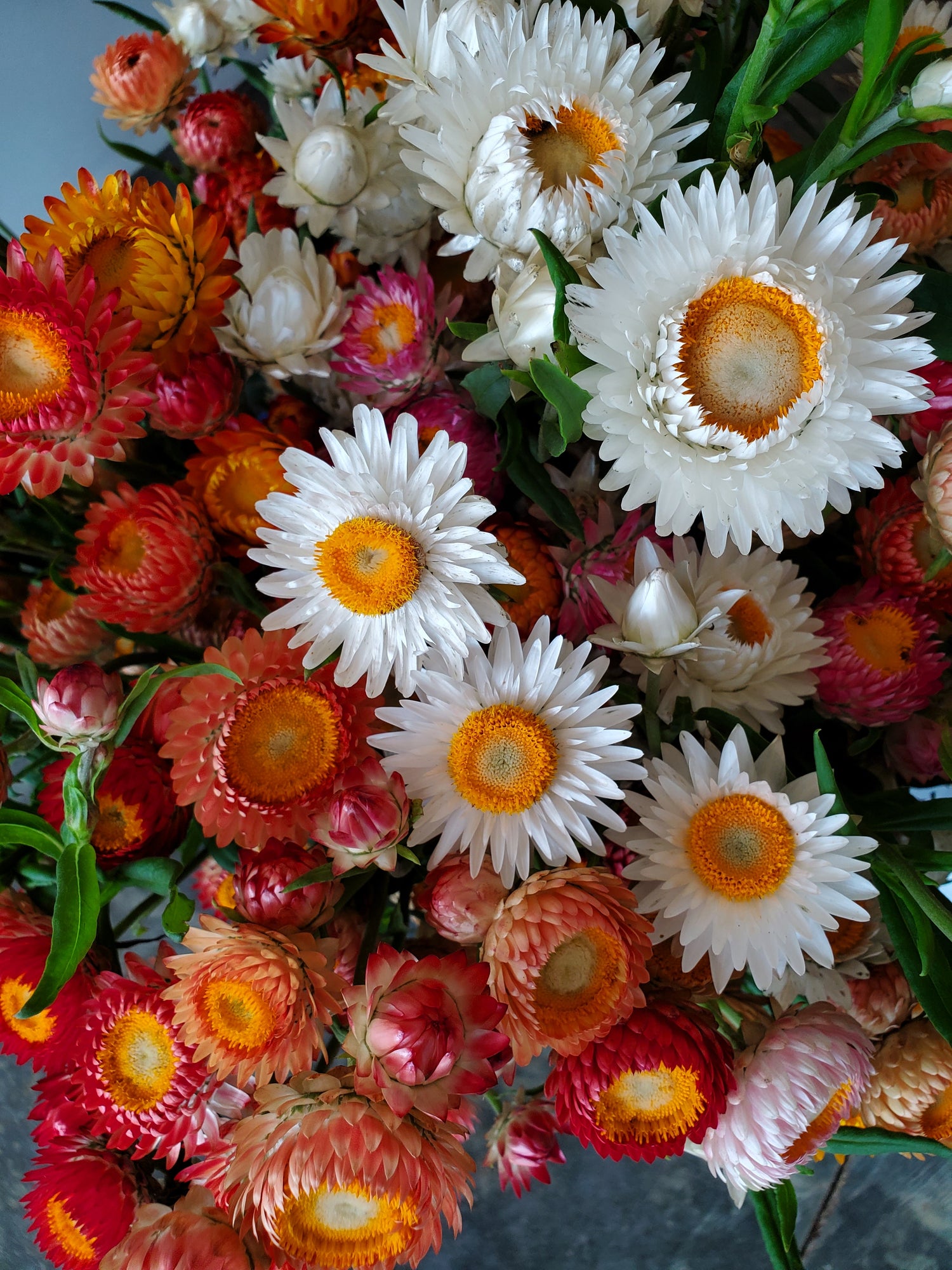 Strawflower