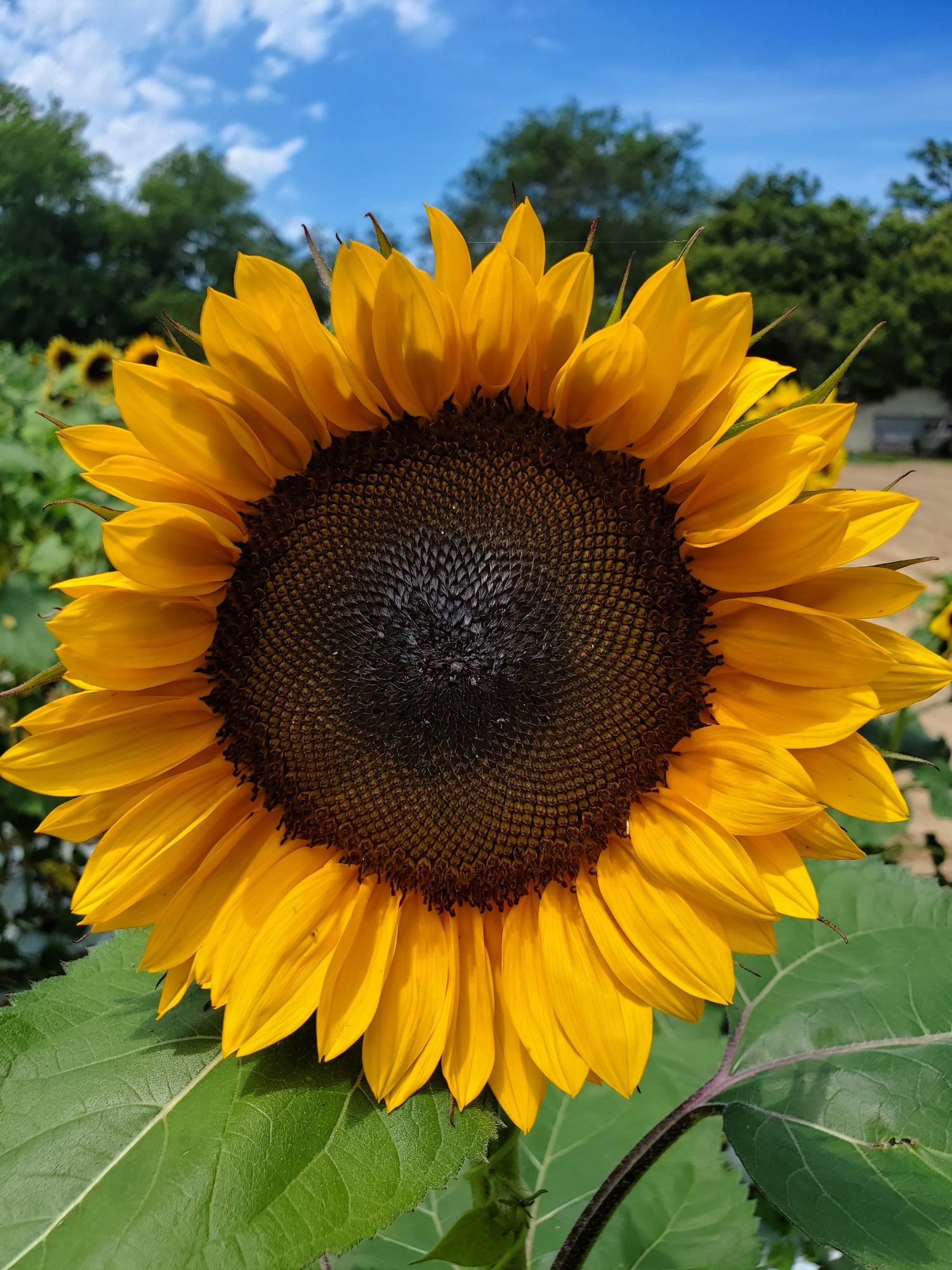 Sunflower