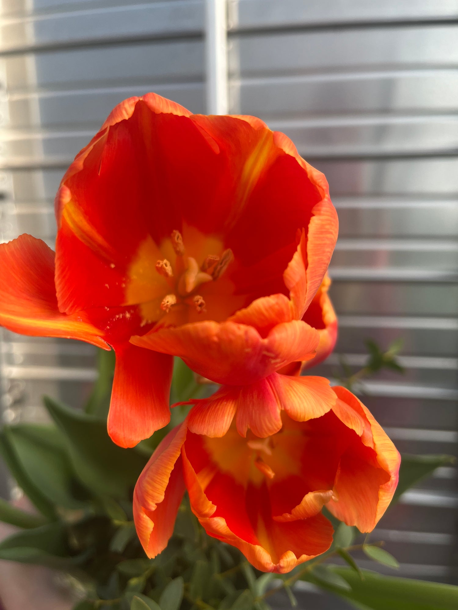 Tulip