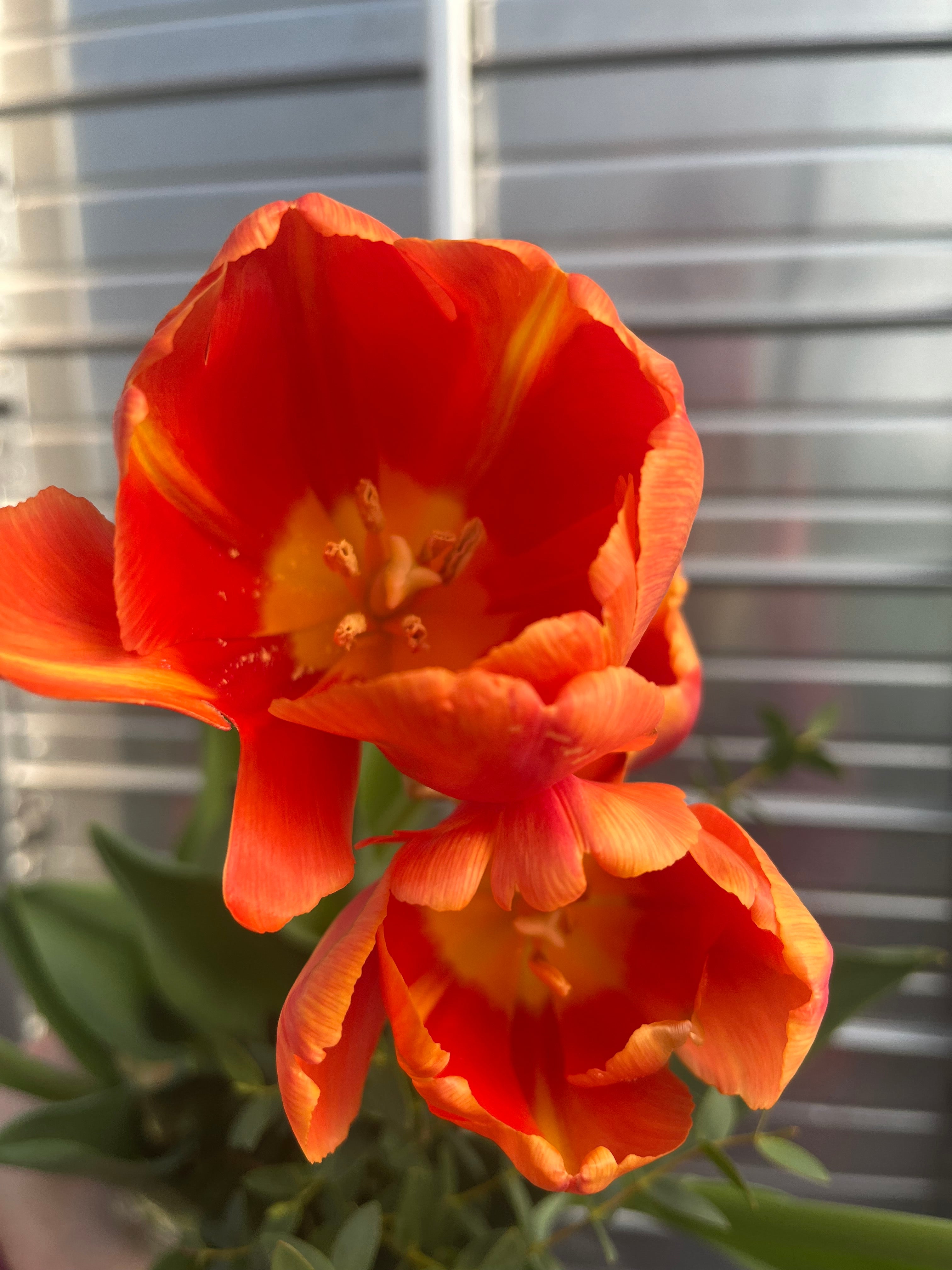 Tulip