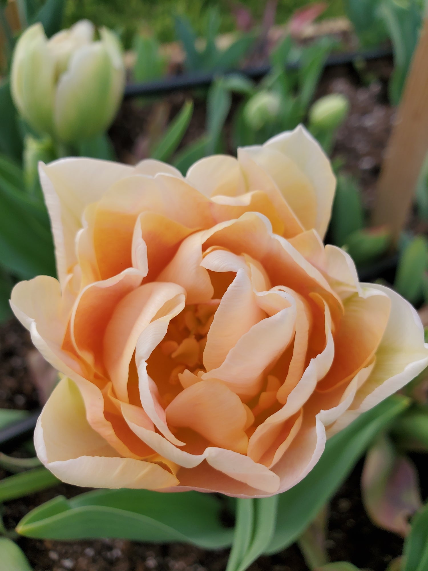 Tulip