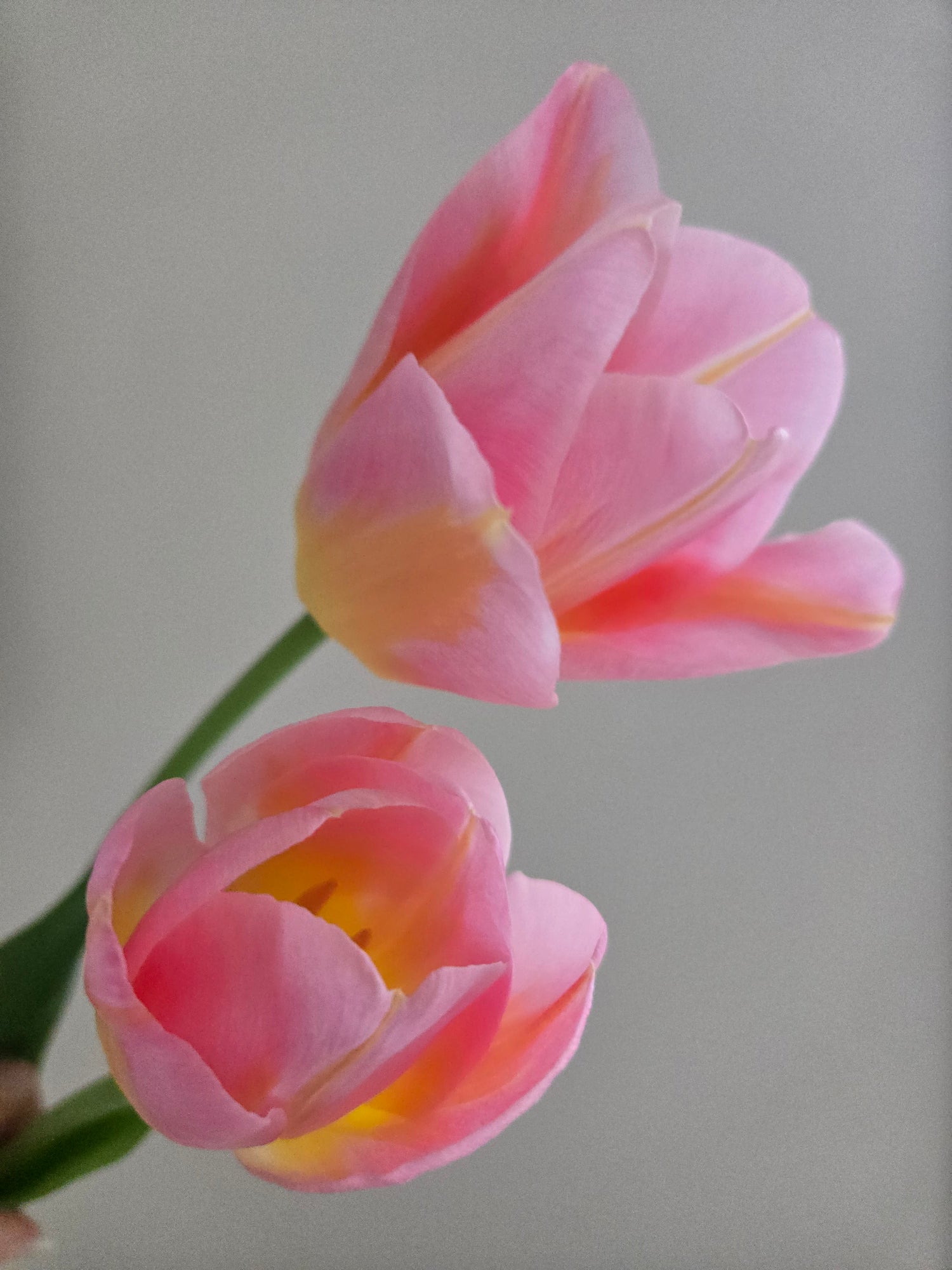 Tulip