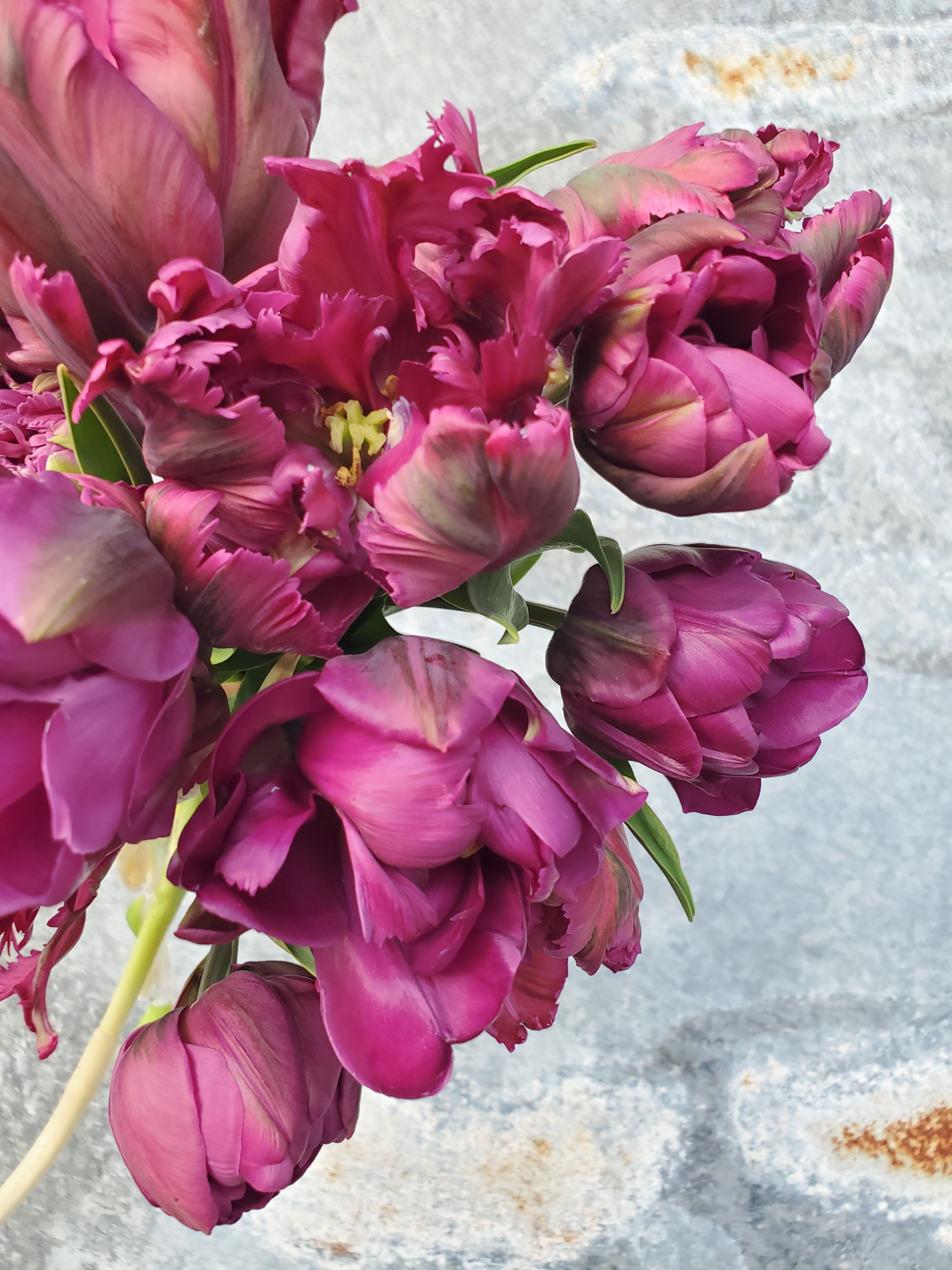 Tulip