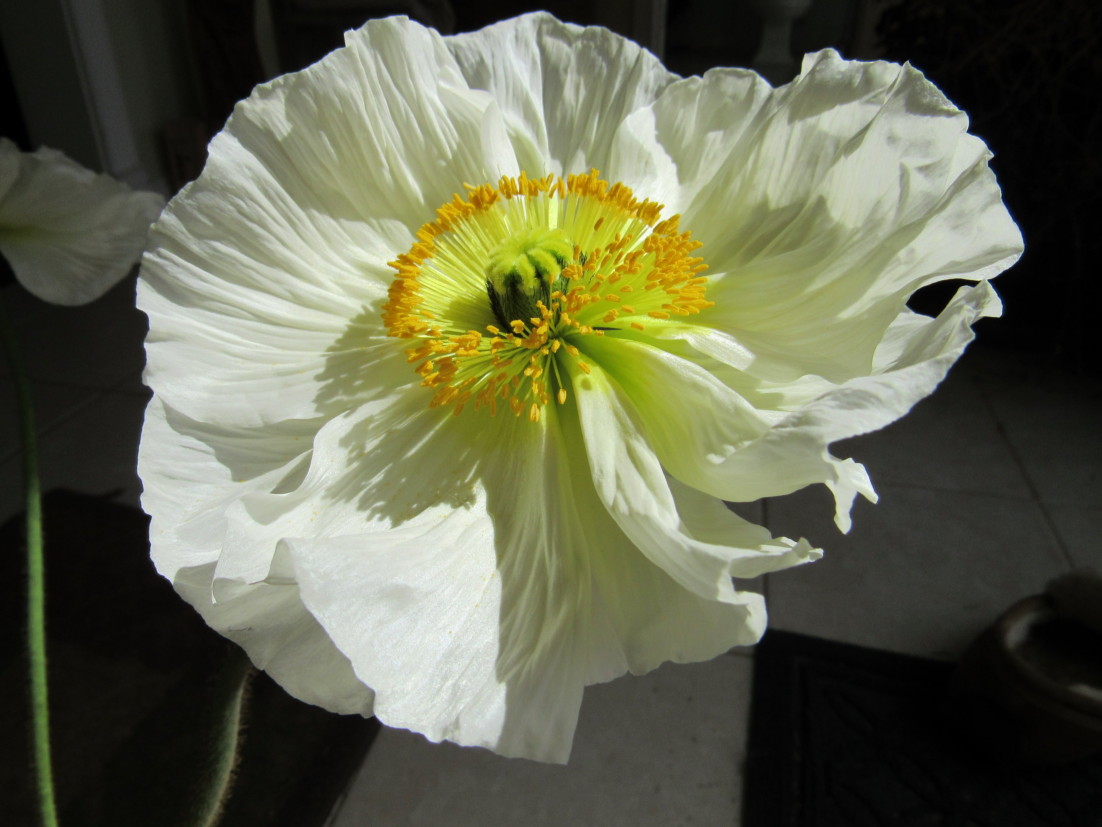 Poppy Colibri