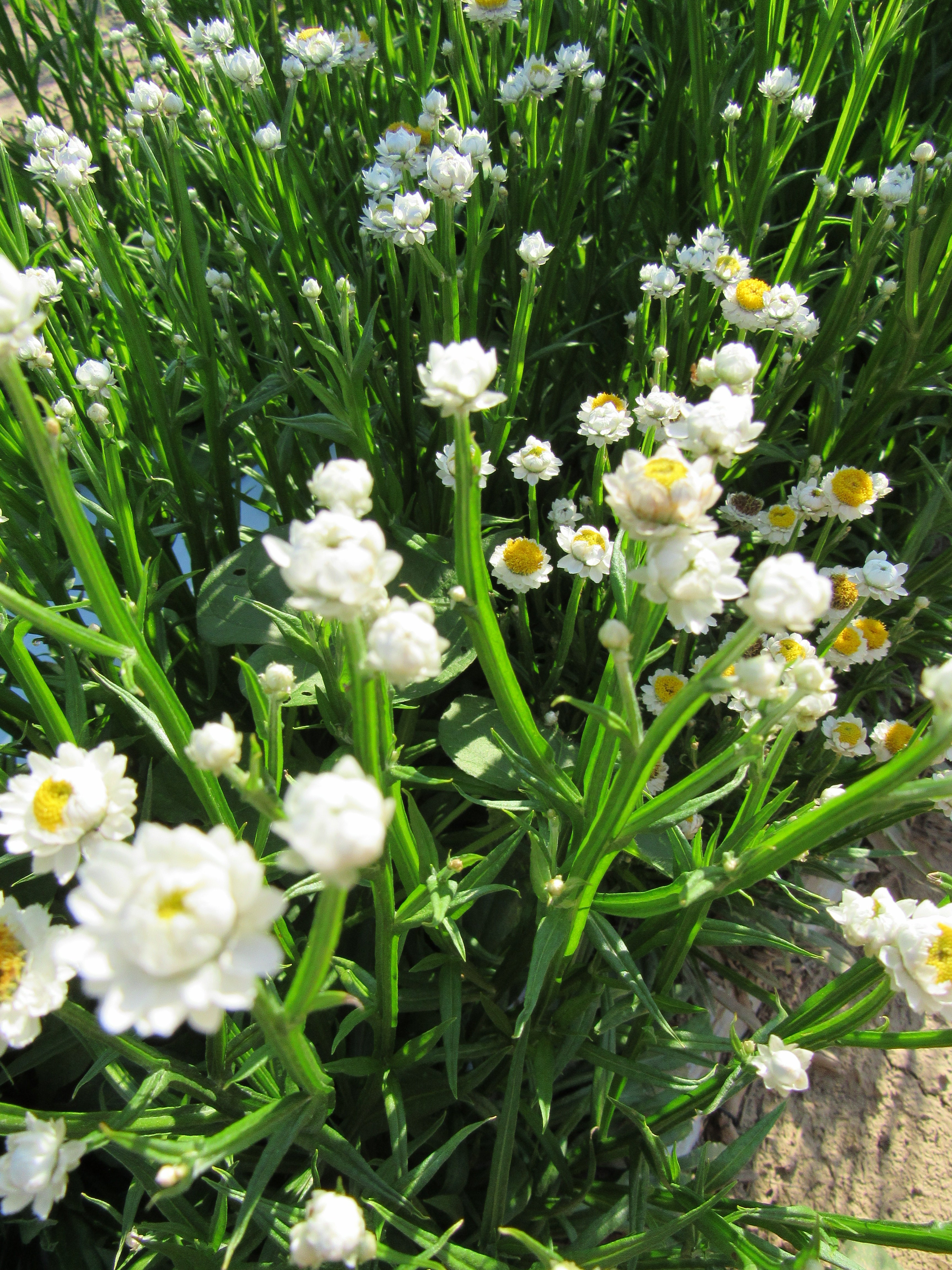Ammobium- Winged Everlasting