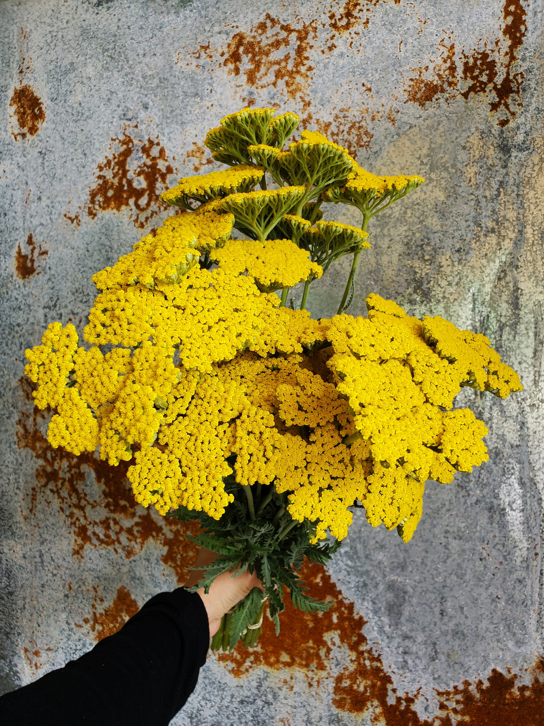 Yarrow- Yellow