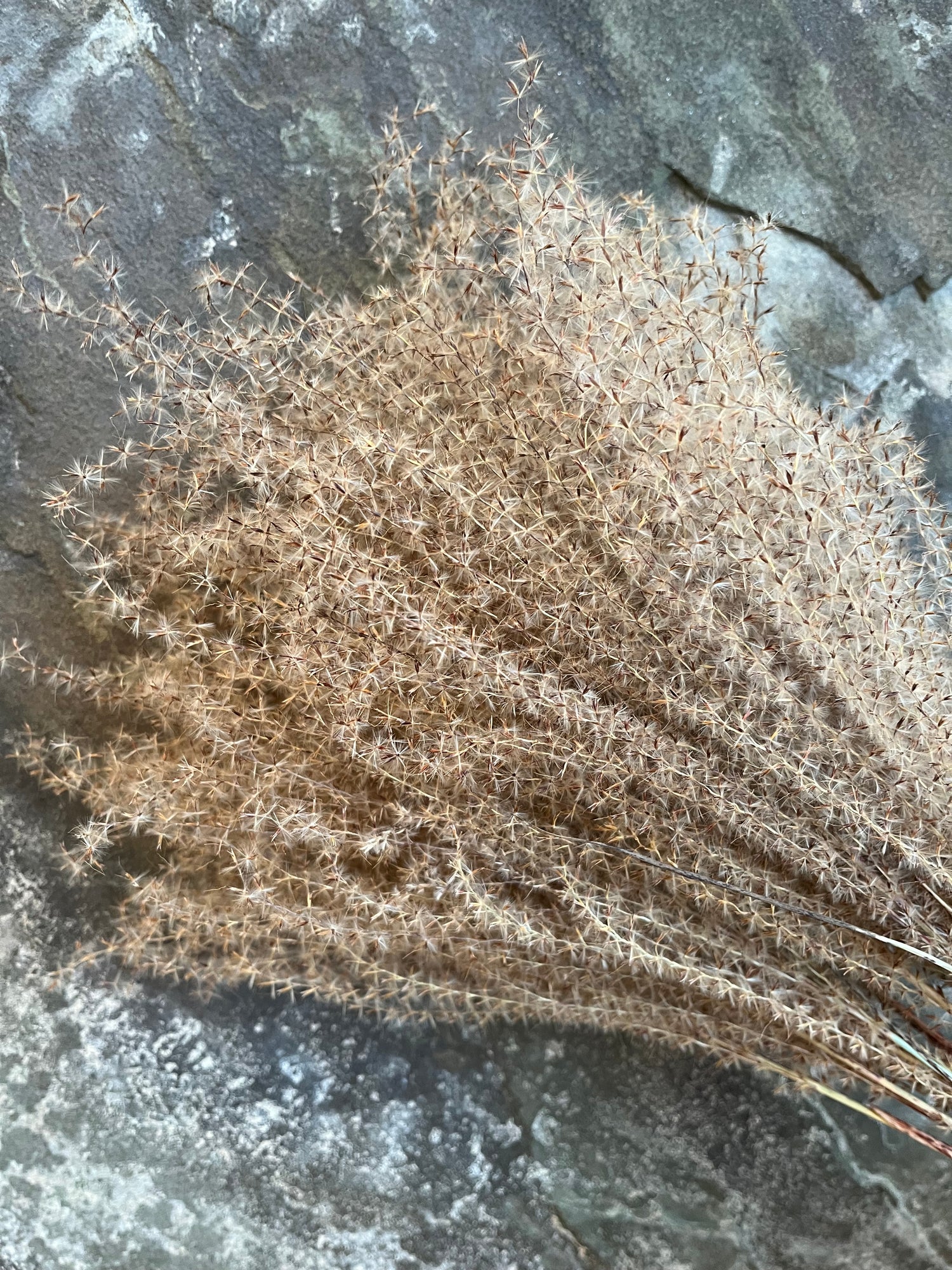 Zebra Grass Plumes - Dried