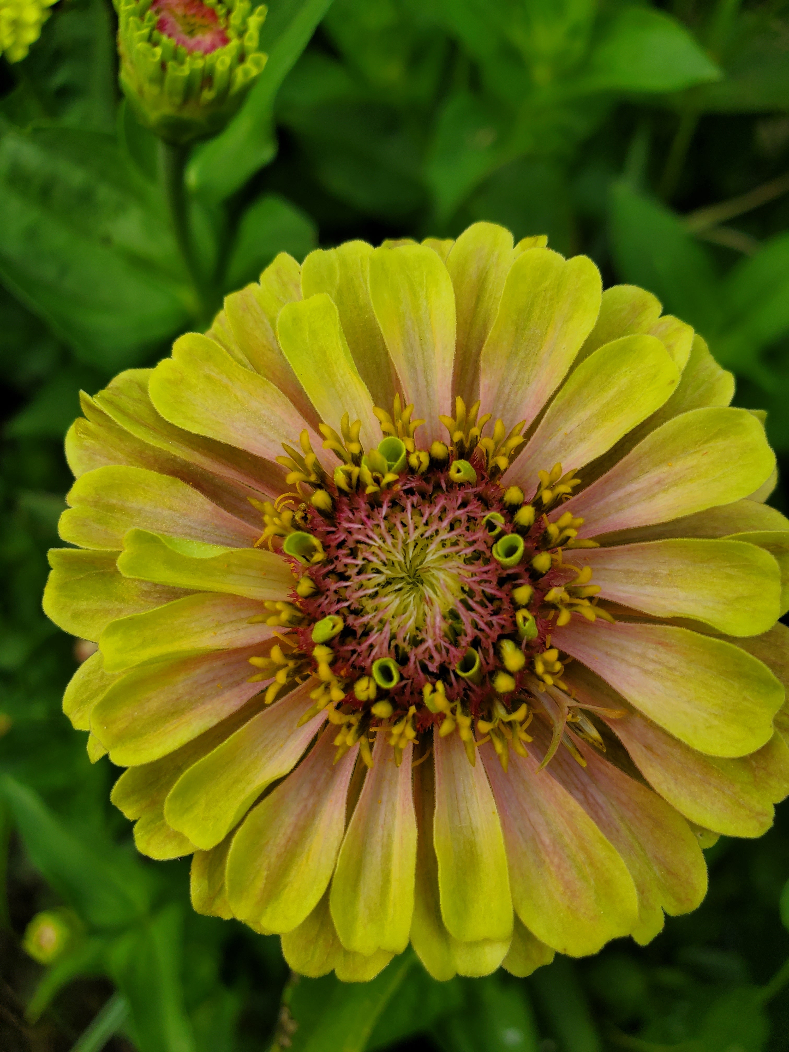 Zinnia Heirloom