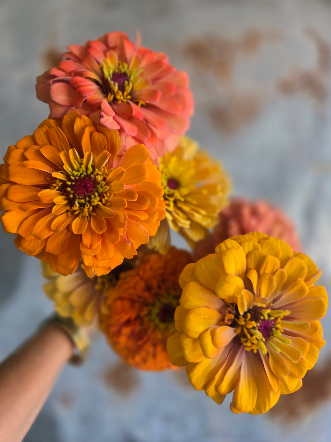 Zinnia Large
