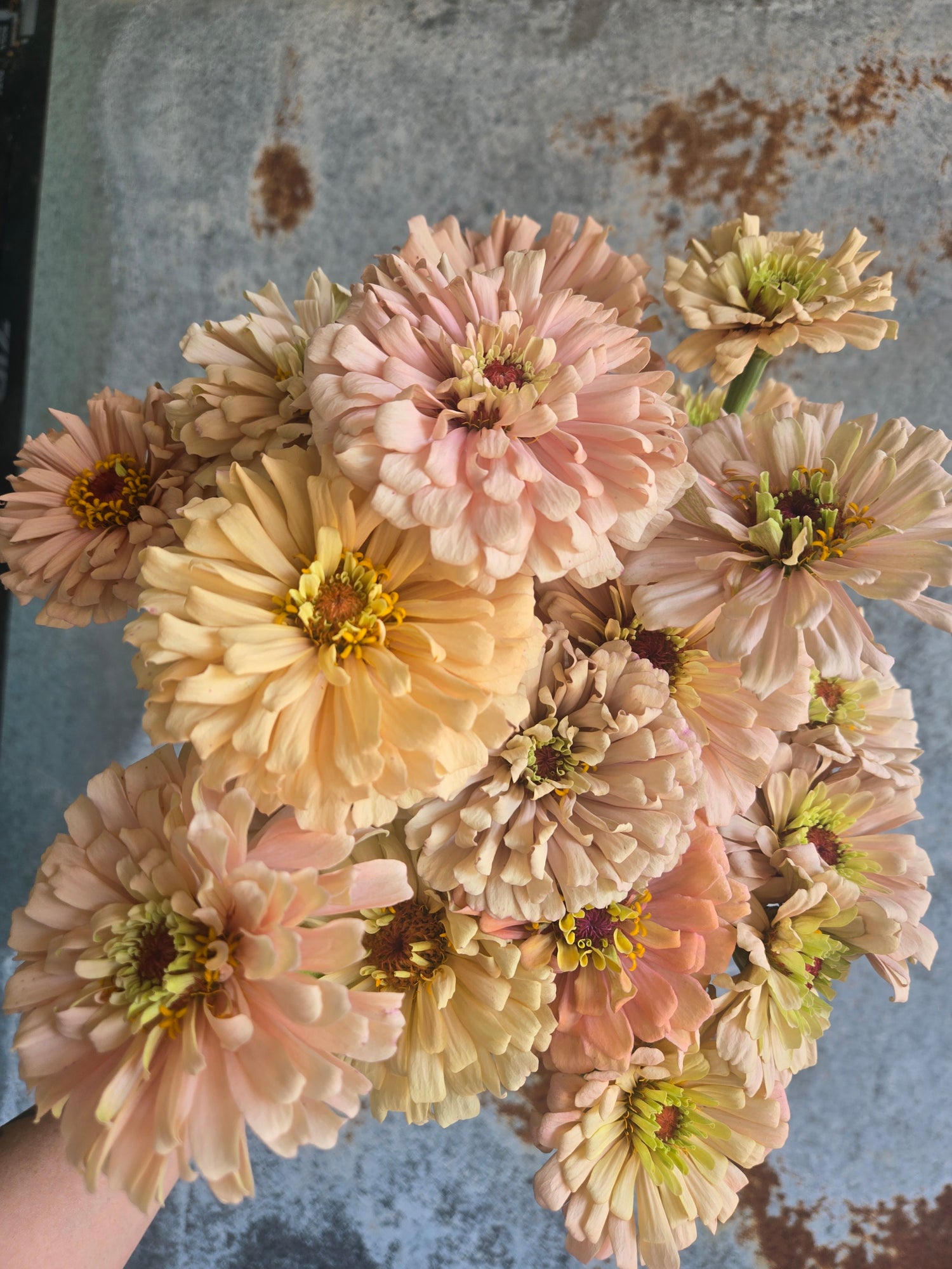 Zinnia Large