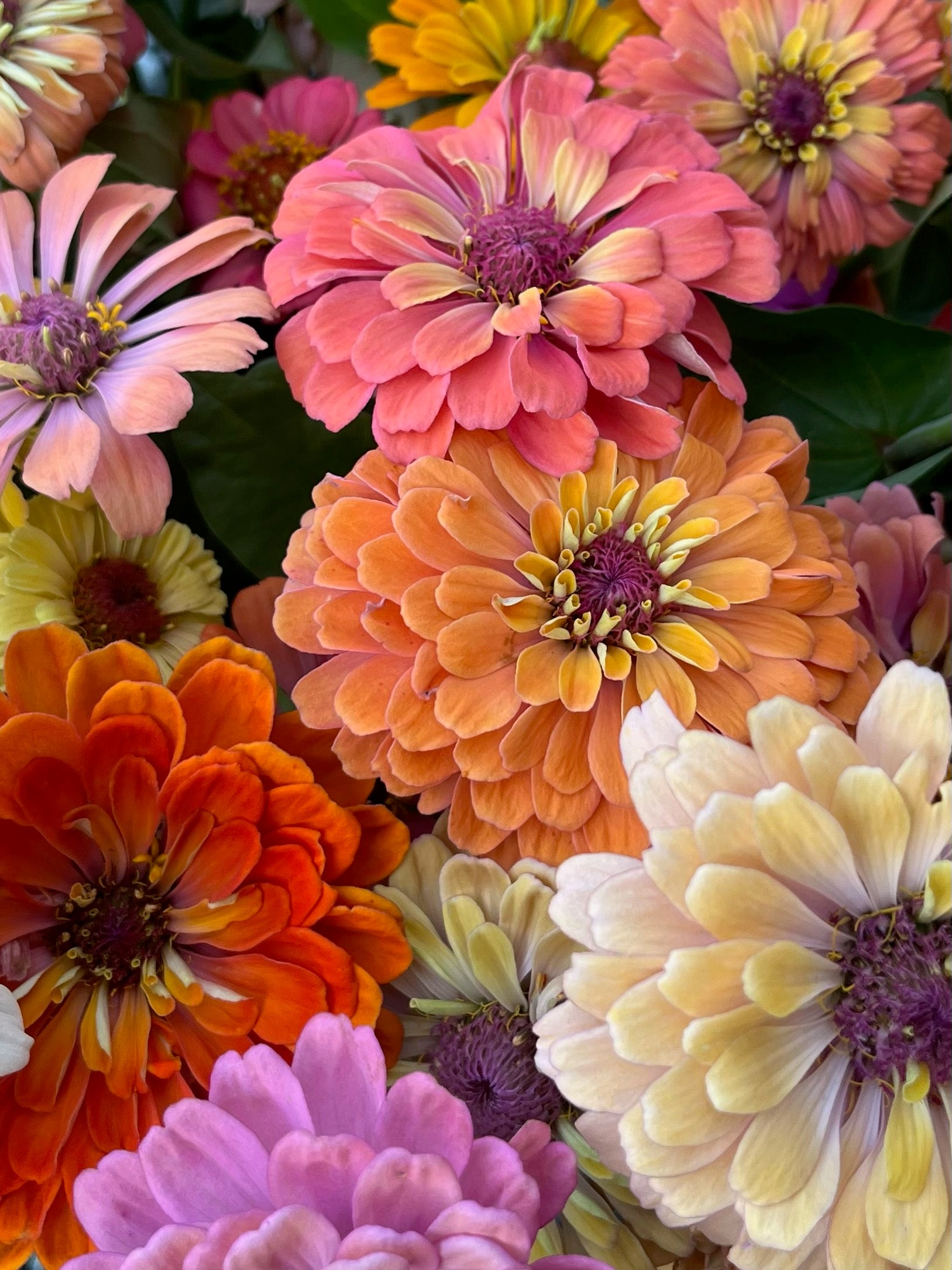 Zinnia Large