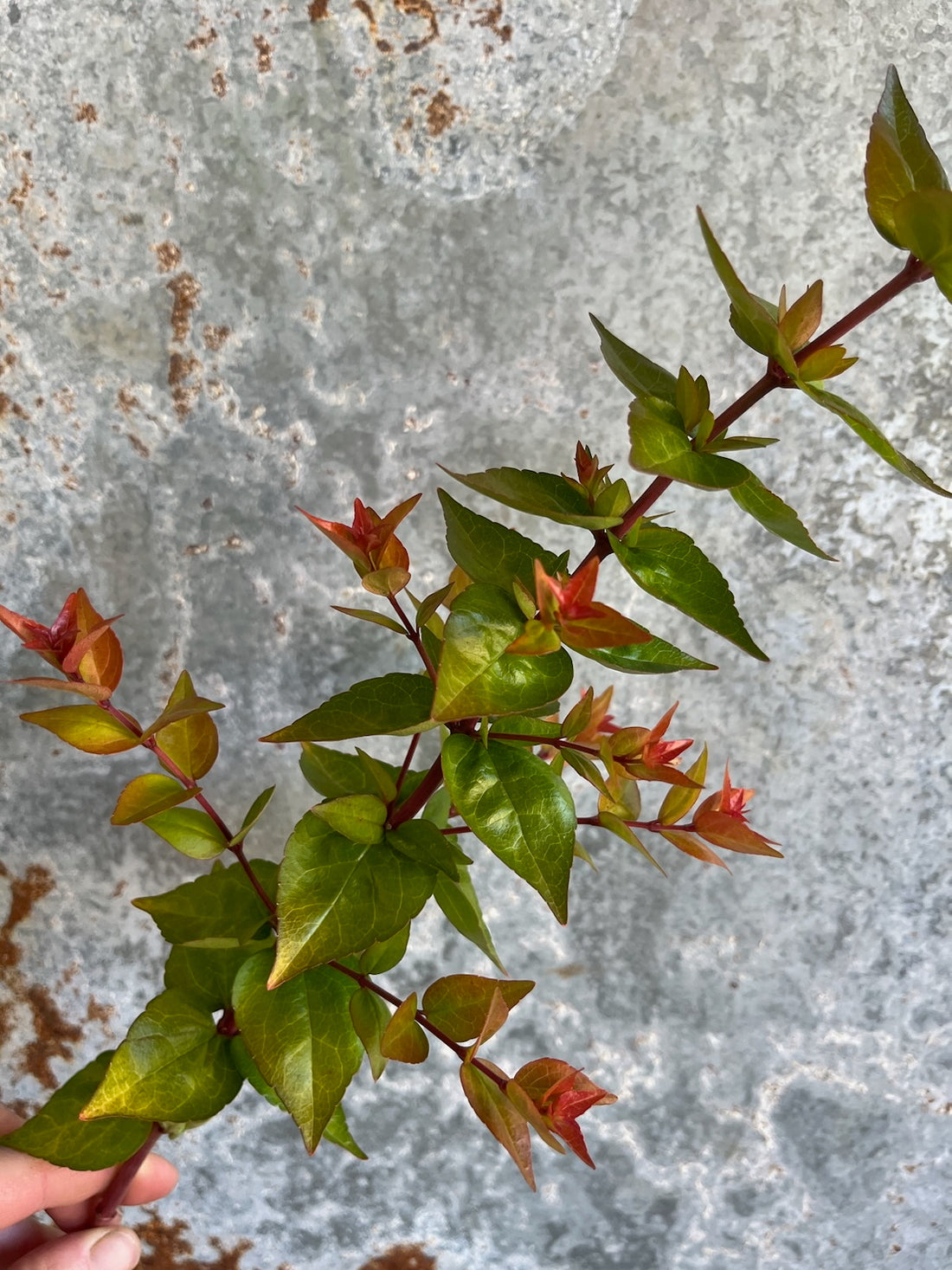 Abelia- Canyon Creek