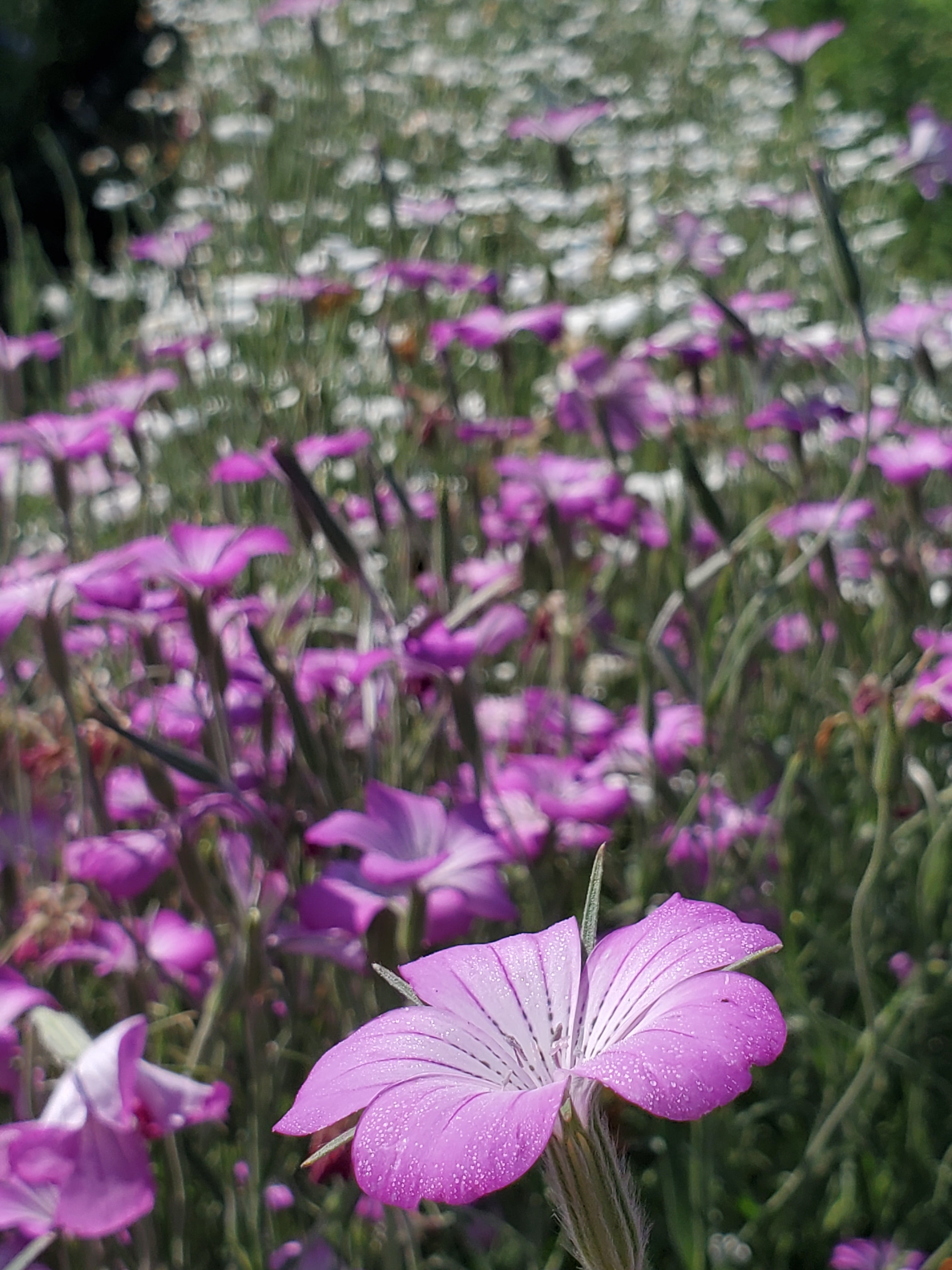 Agrostemma