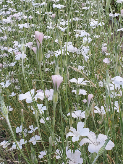 Agrostemma