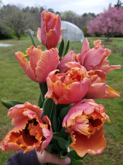 Tulip