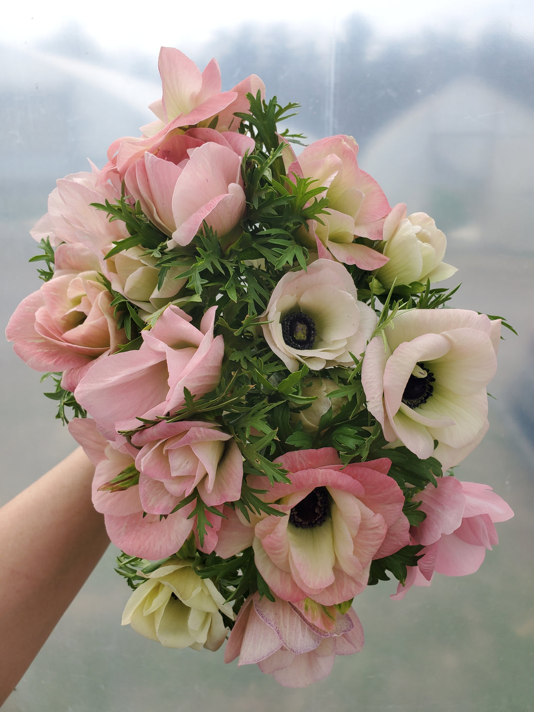 Anemone
