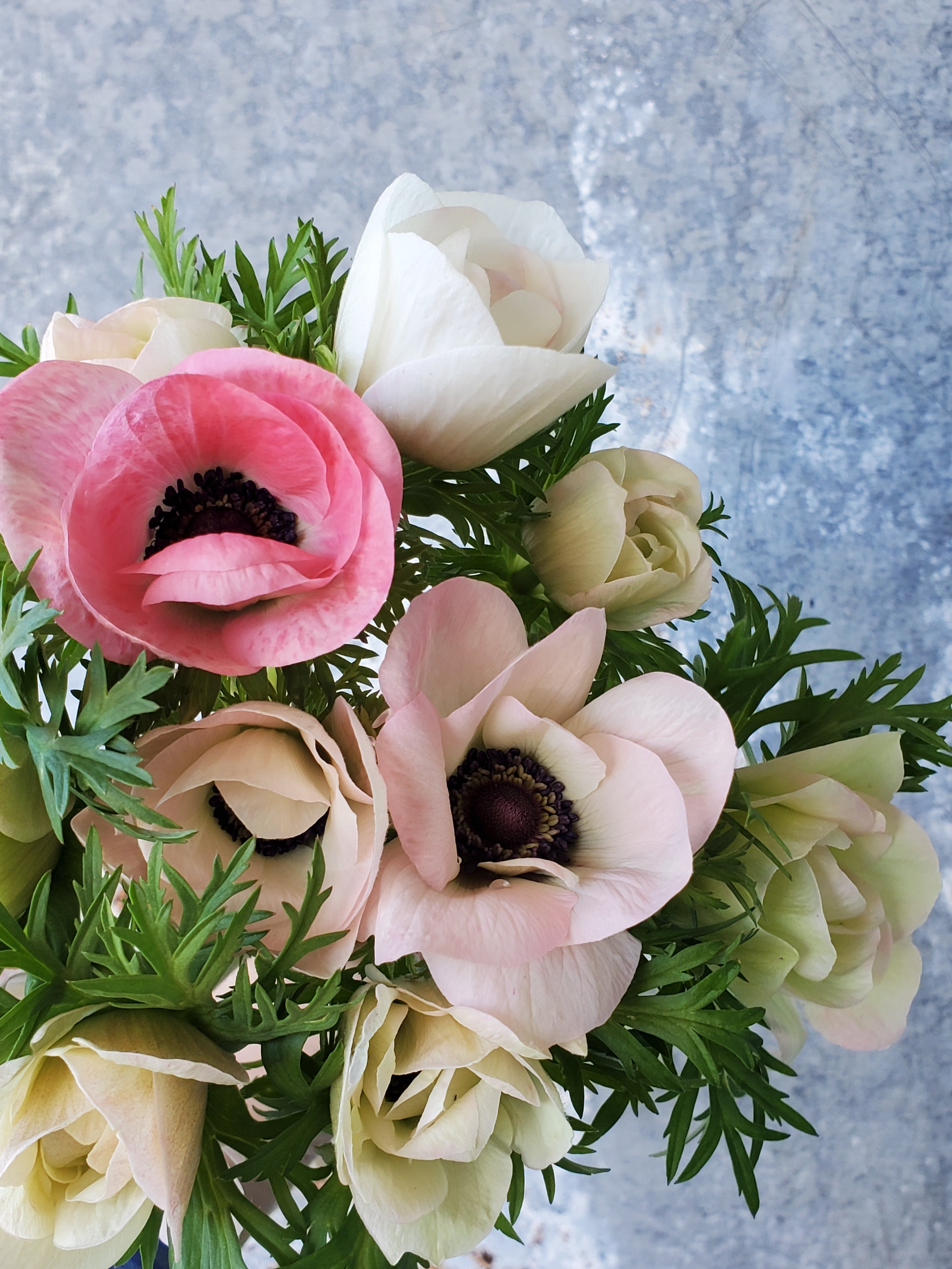 Anemone