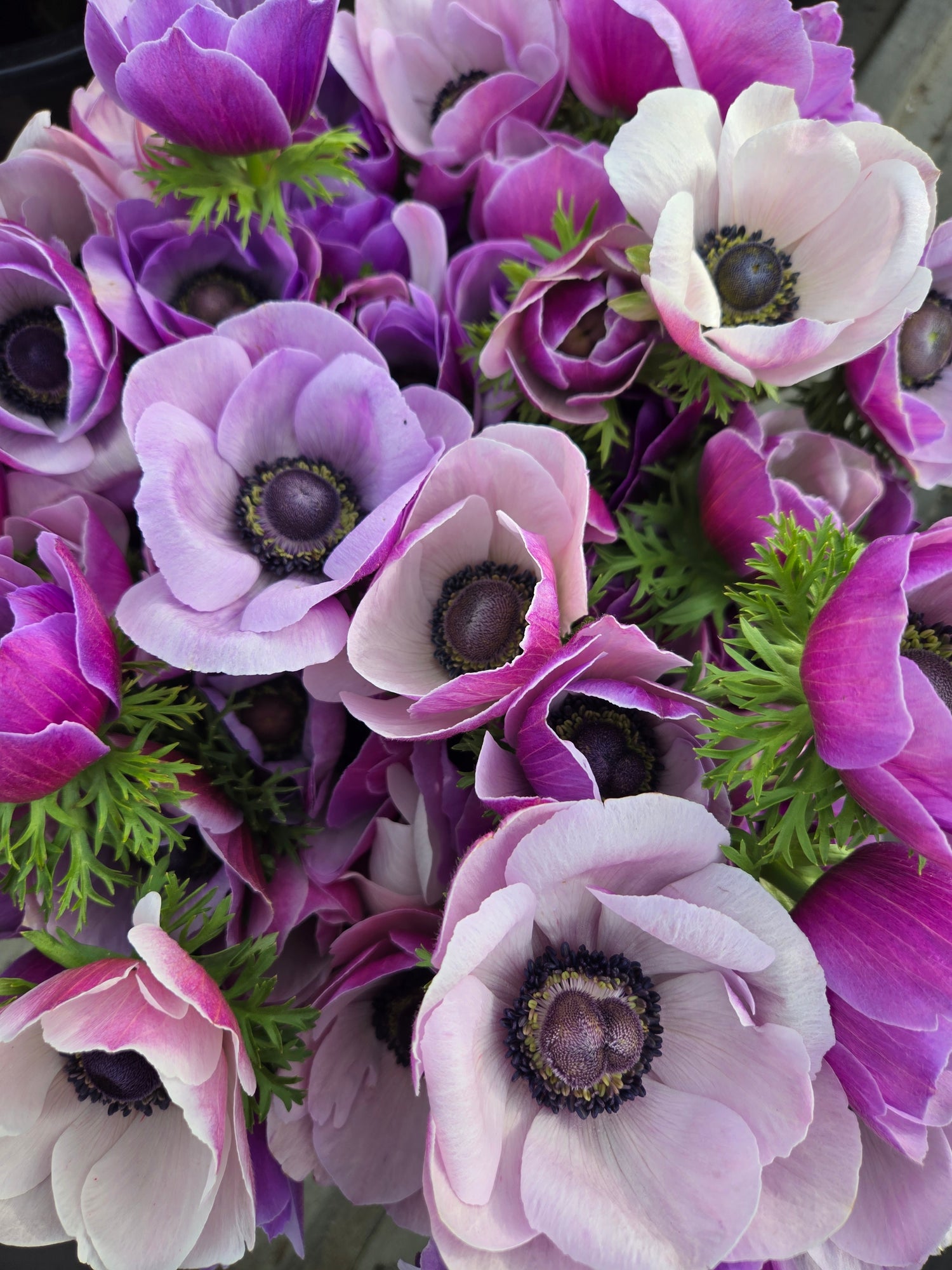 Anemone