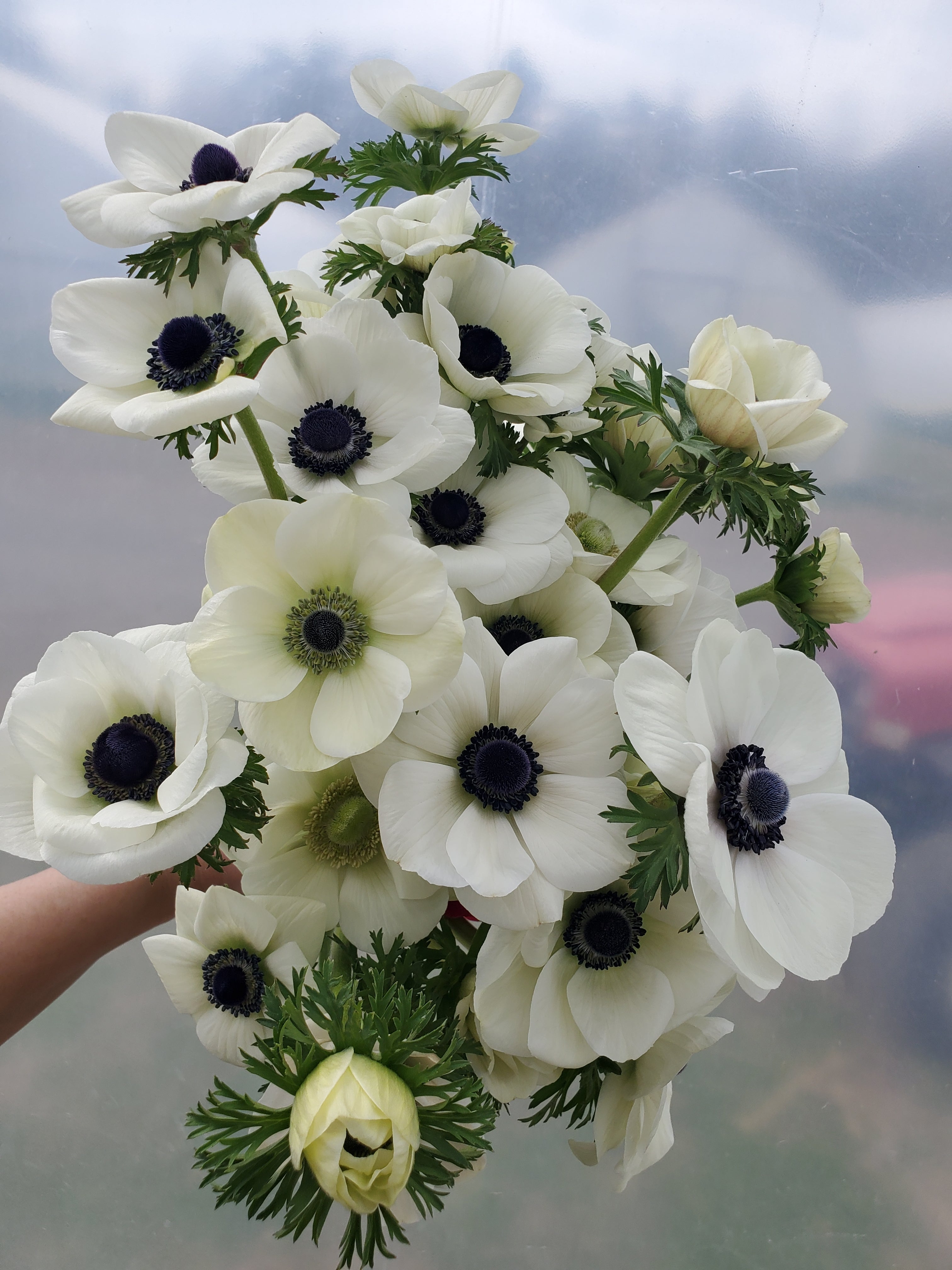 Anemone