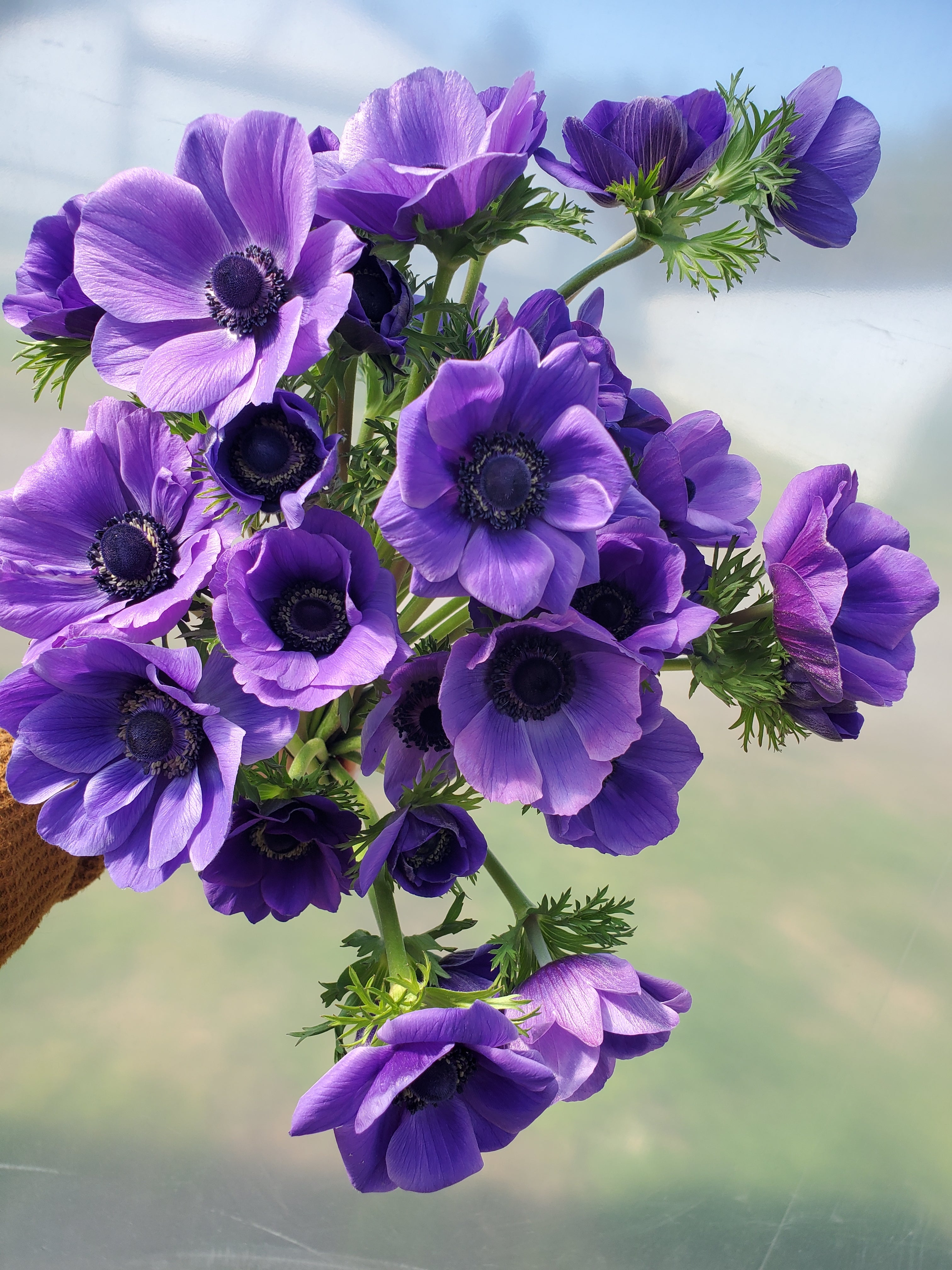 Anemone