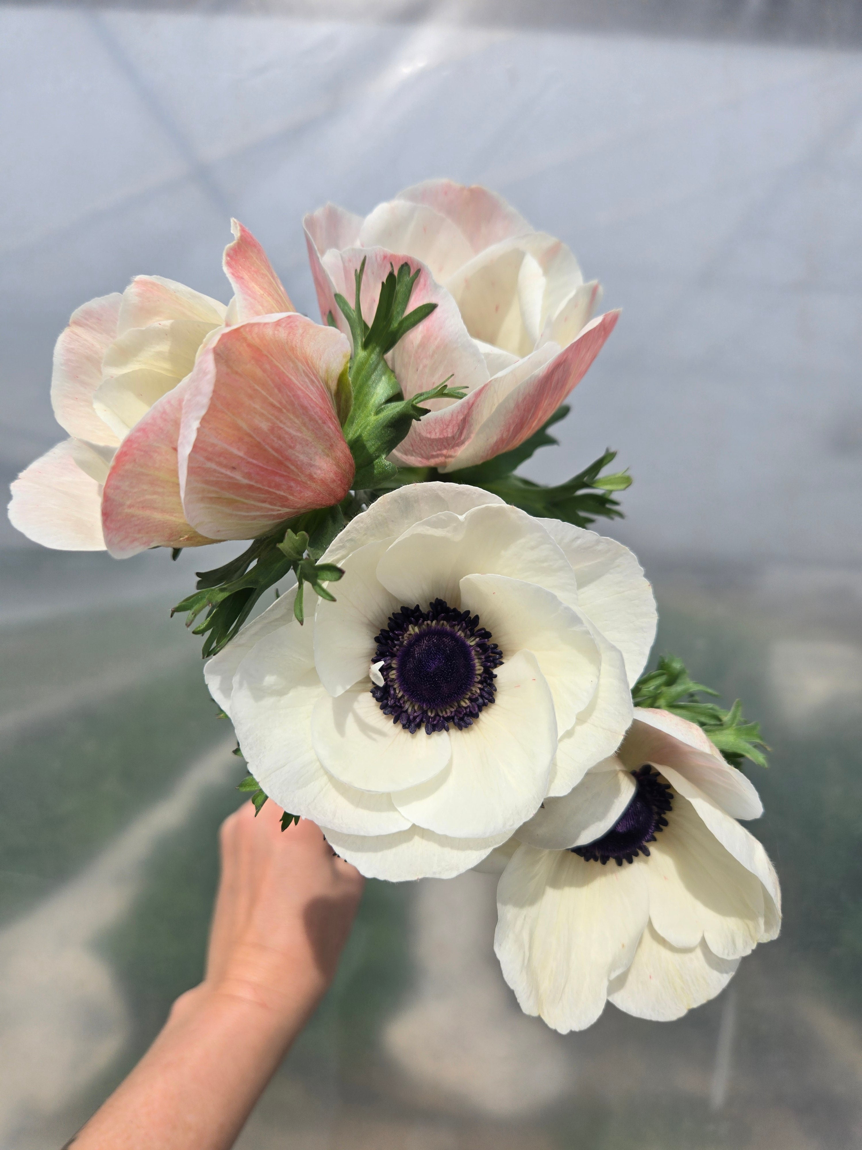 Anemone