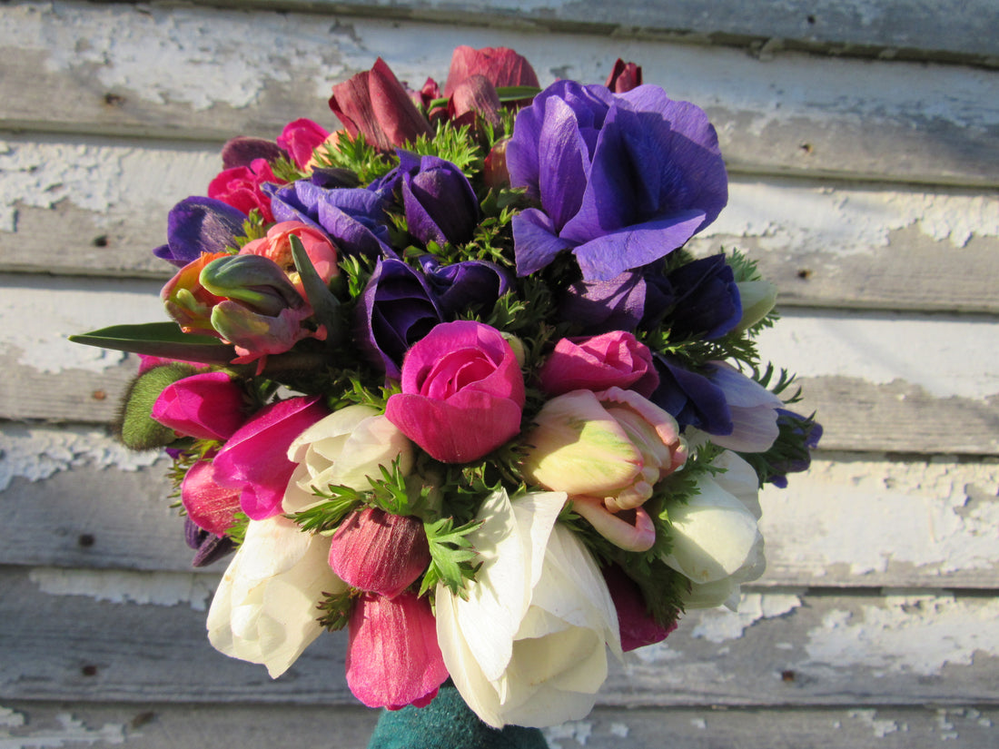 Anemone Small