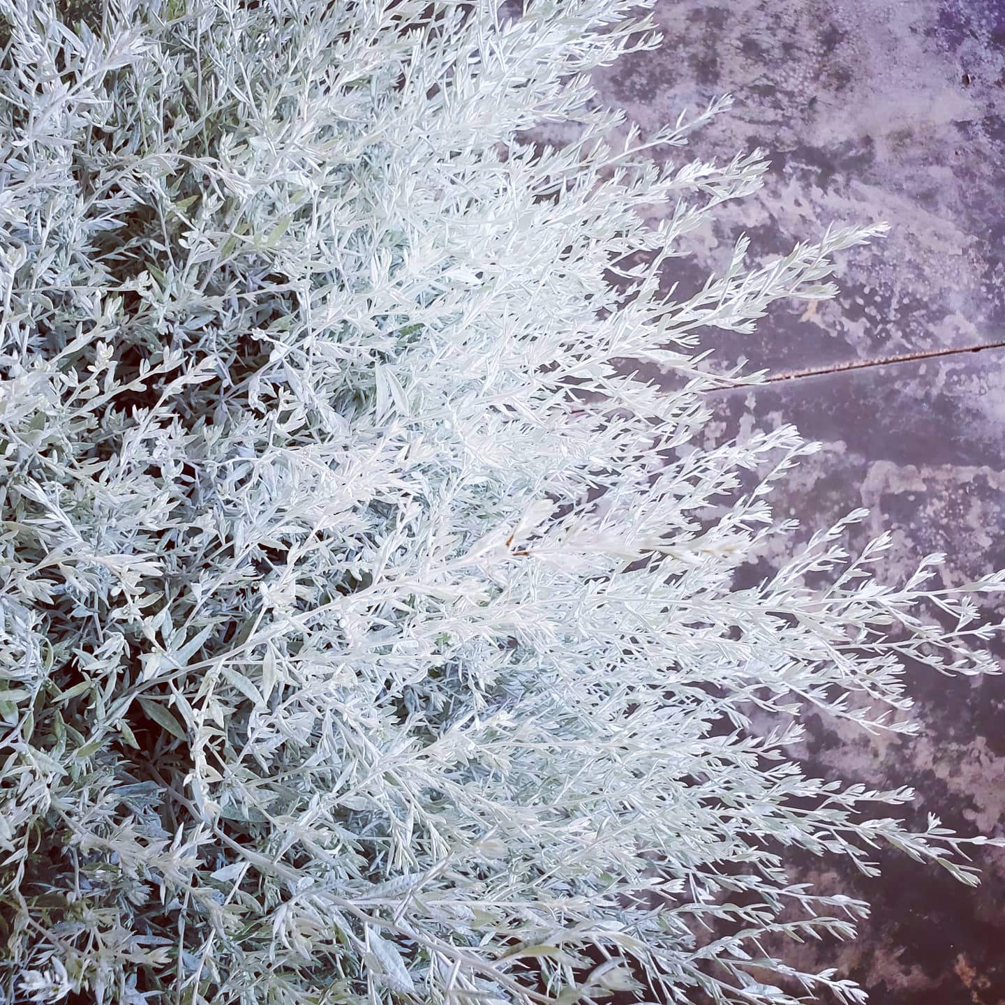 Artemesia- Silver King Foliage