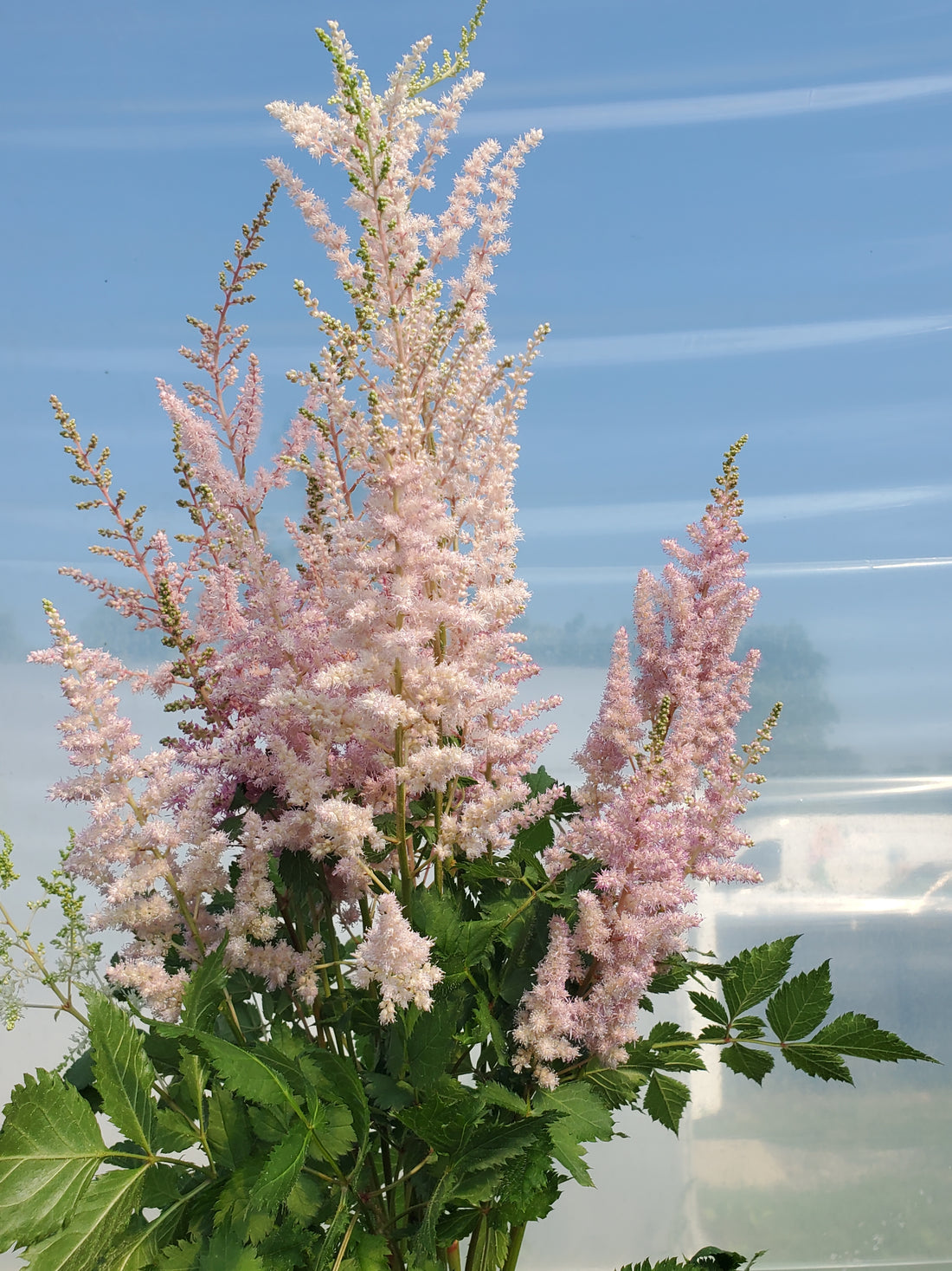 Astilbe