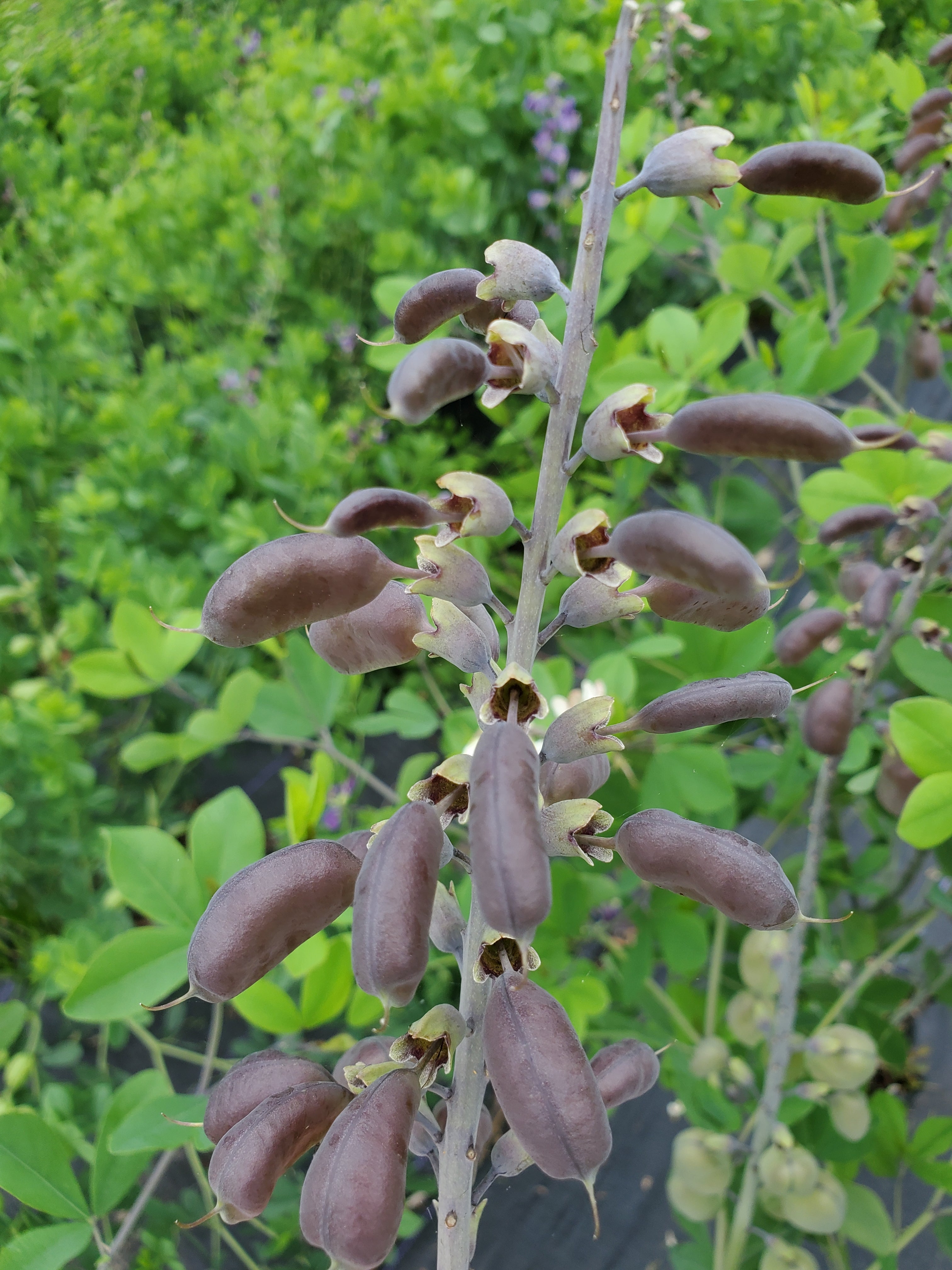 Baptesia Pods